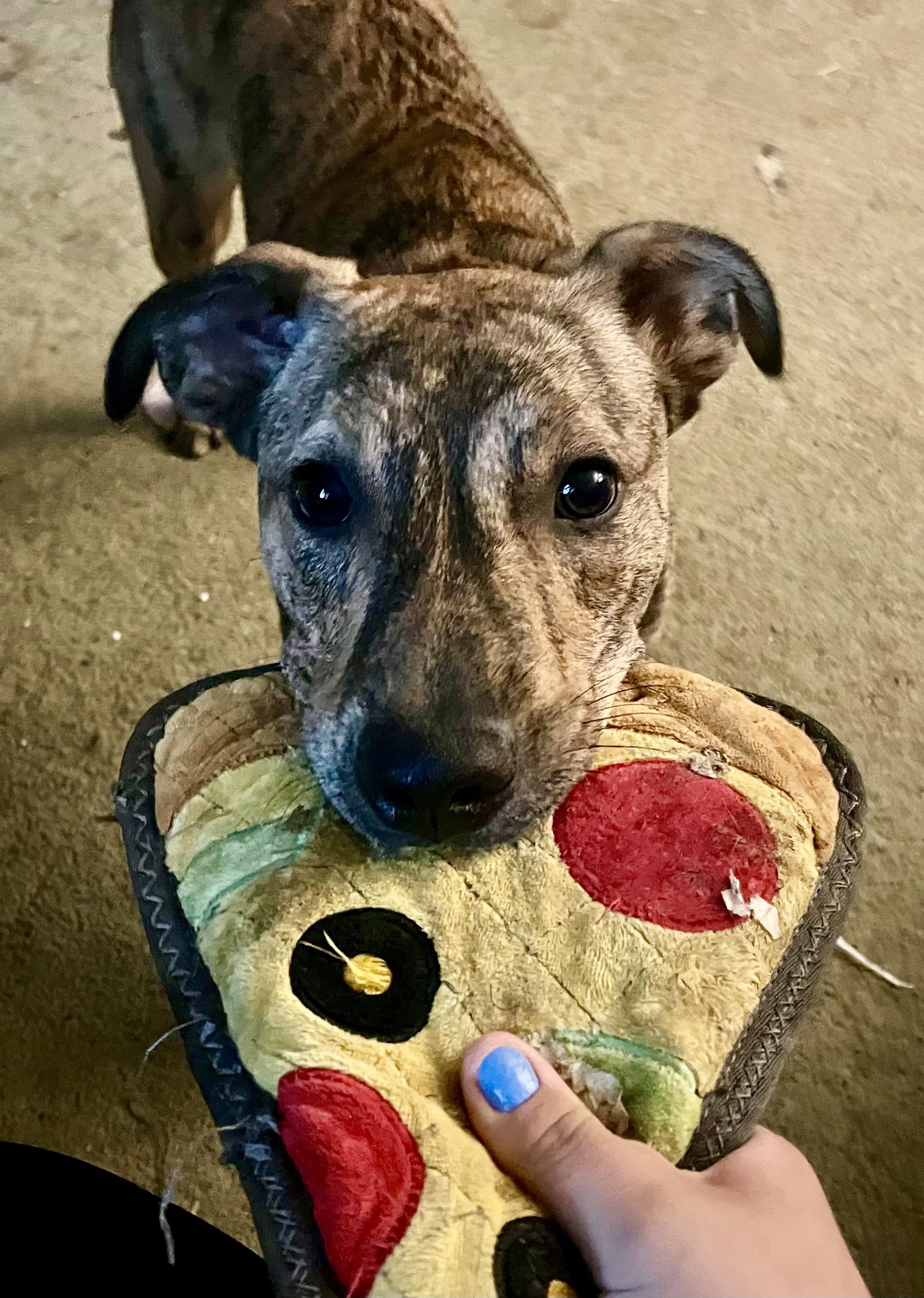 Blue, a Adoptable mixed breed in Cincinnati, OH image 1/6