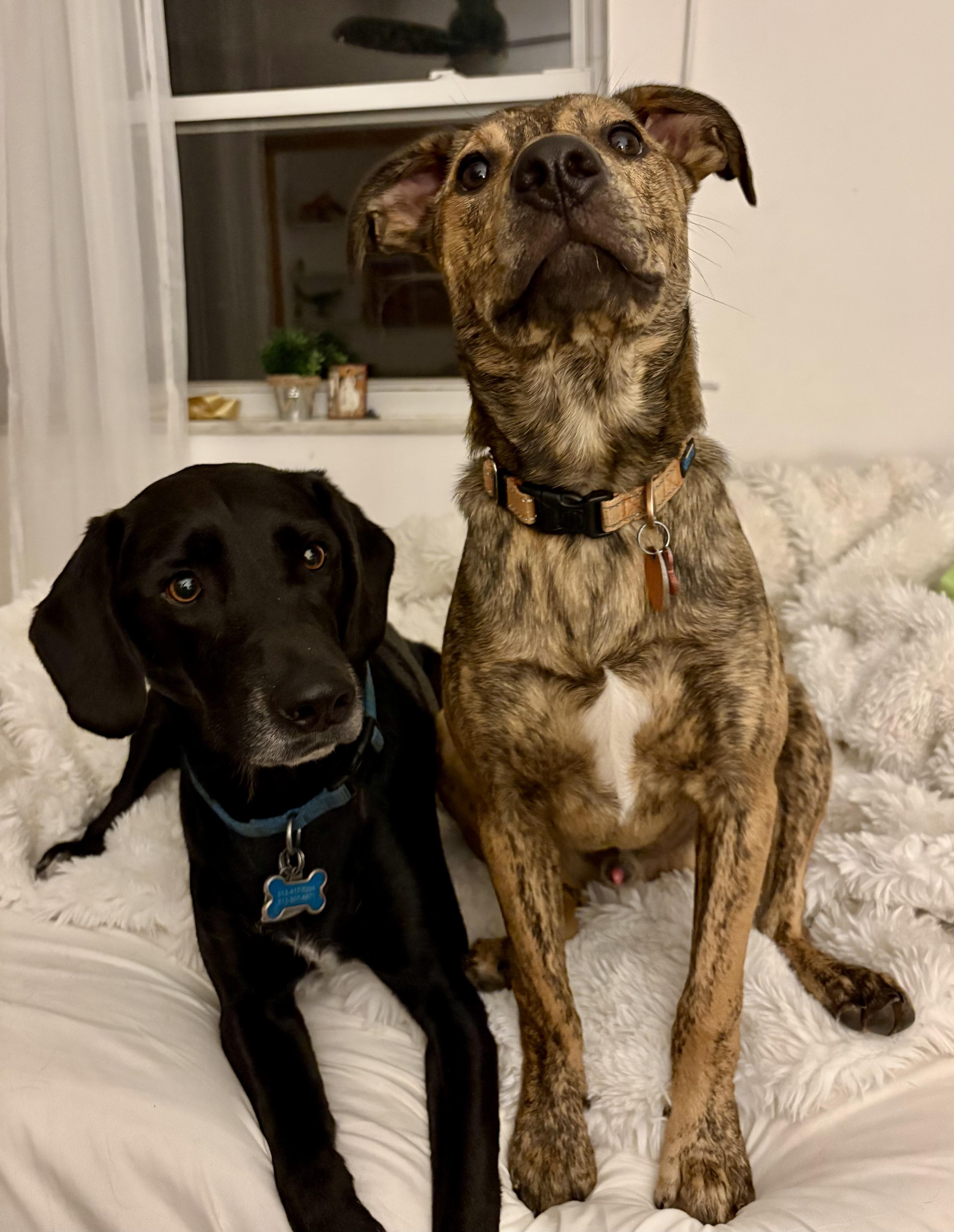 Blue, a Adoptable mixed breed in Cincinnati, OH image 2/6