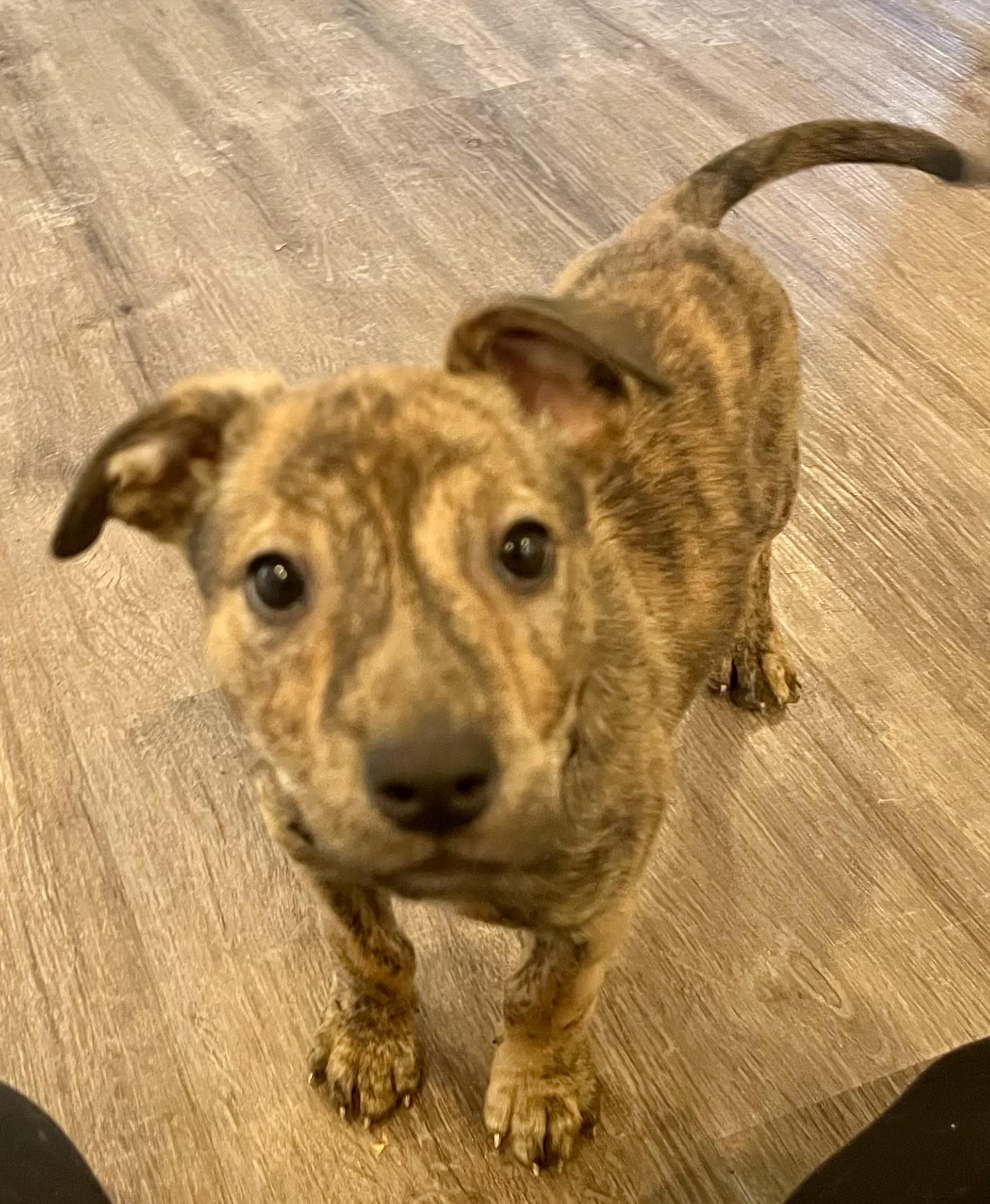 Enlarge Blue, a Adoptable mixed breed in Cincinnati, OH image 5/5