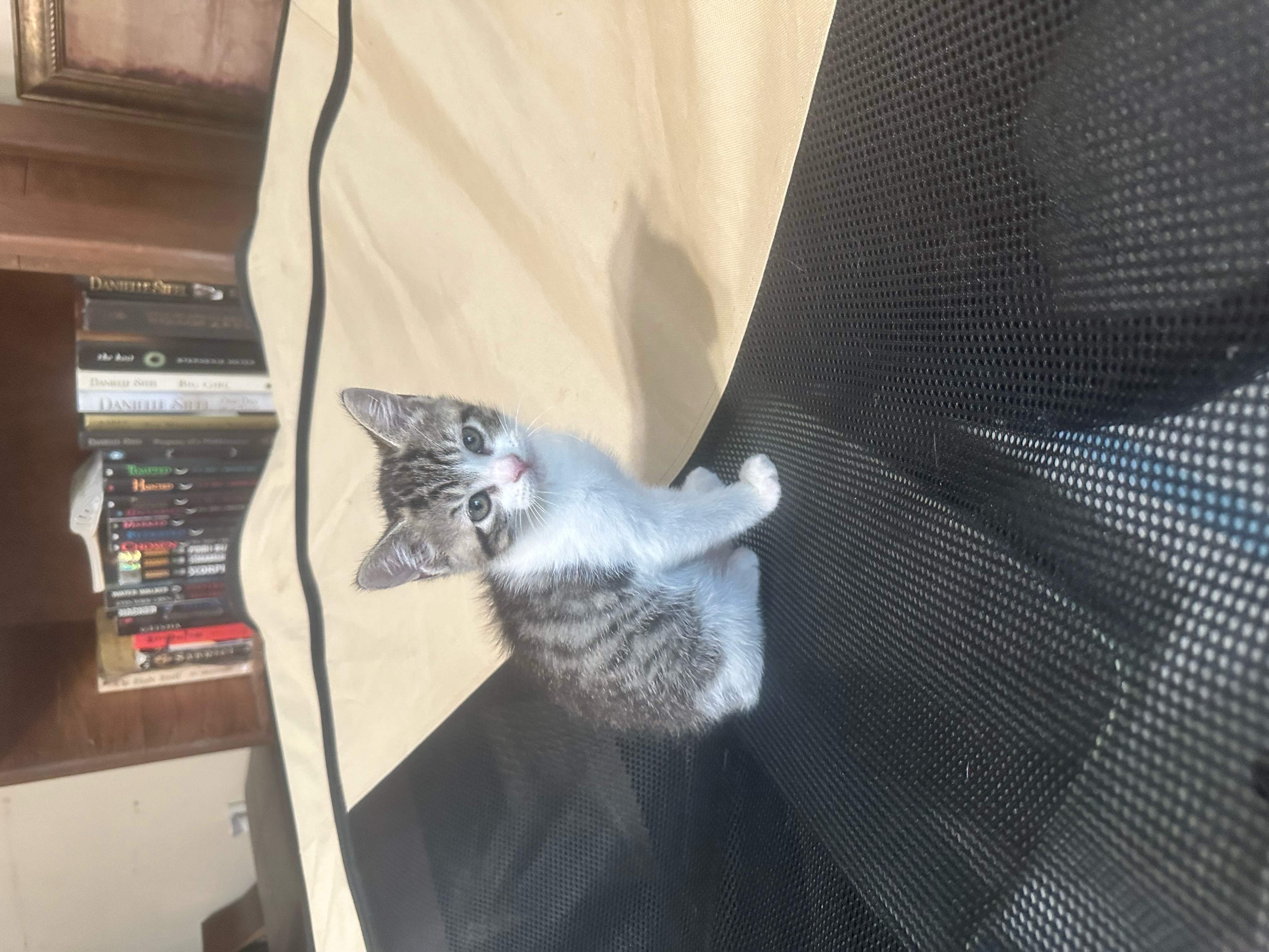 Kittens, Adopted, Kitten Female Tabby & Calico.