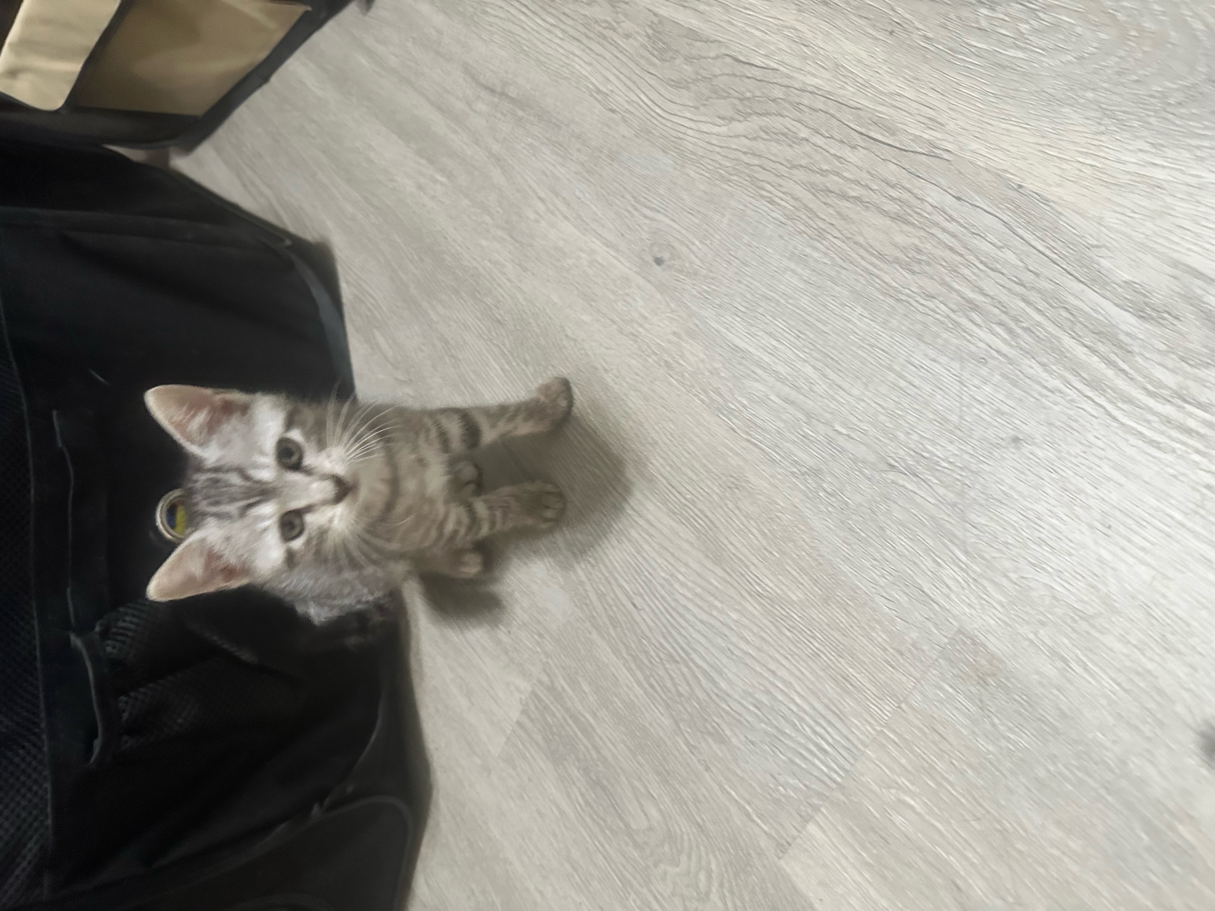 Kittens, a Adopted mixed breed in Conroe, TX image 2/6