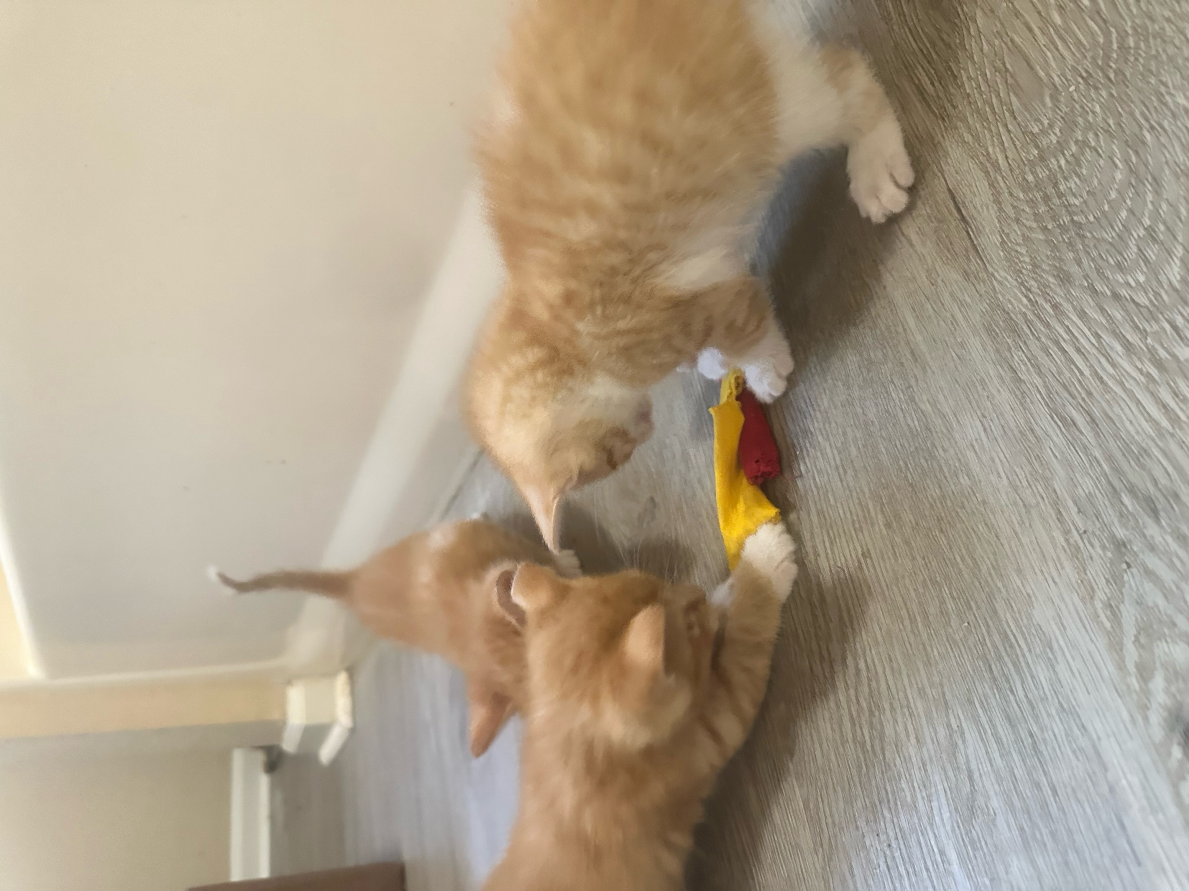 Kittens, a Adopted mixed breed in Conroe, TX image 3/6