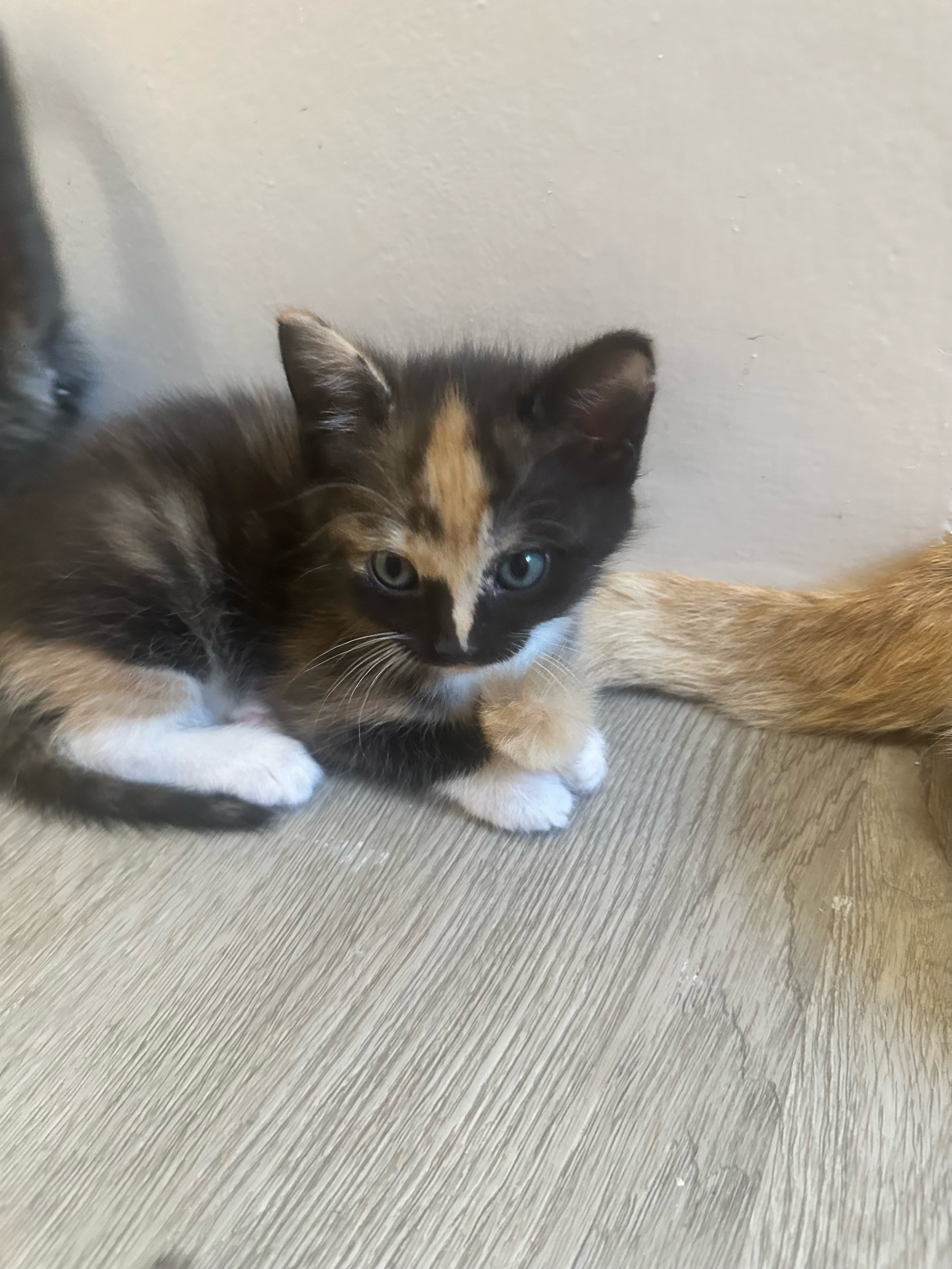 Kittens, a Adopted mixed breed in Conroe, TX image 4/6