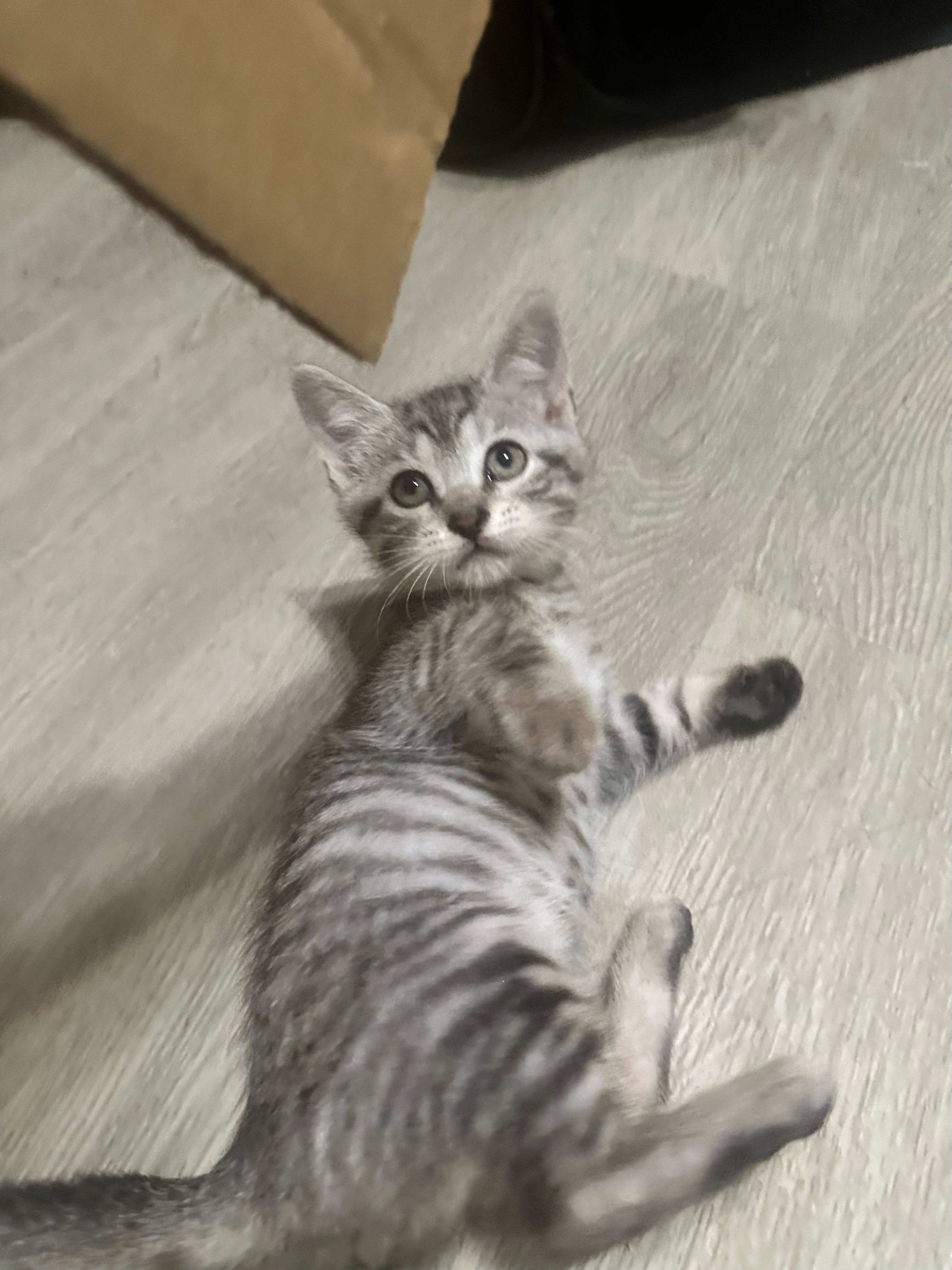 Kittens, a Adopted mixed breed in Conroe, TX image 5/6