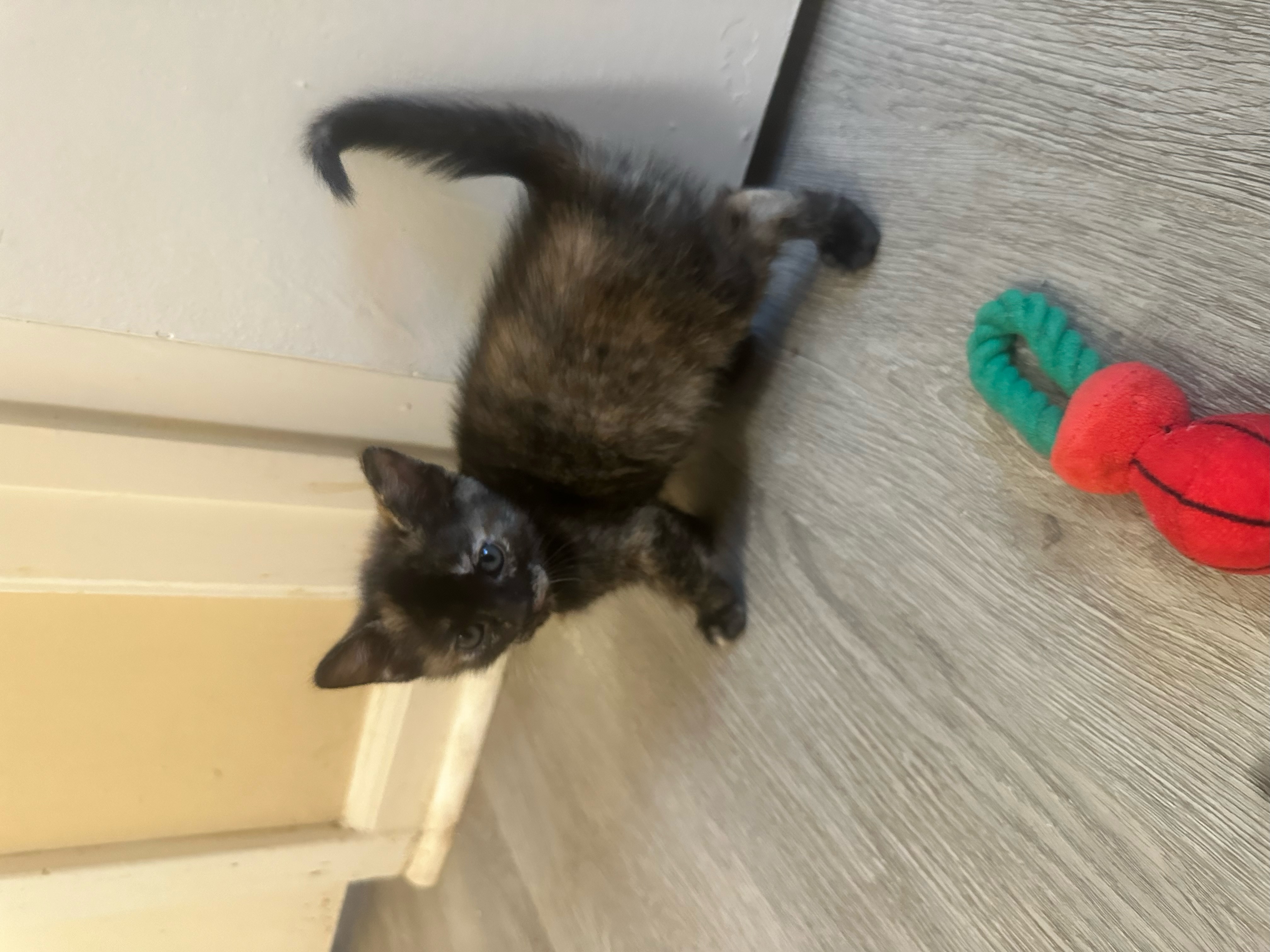 Kittens, a Adopted mixed breed in Conroe, TX image 6/6