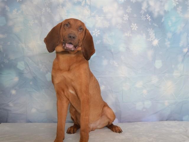 Enlarge EARL, a Adoptable mixed breed in Oroville, CA image 1/1
