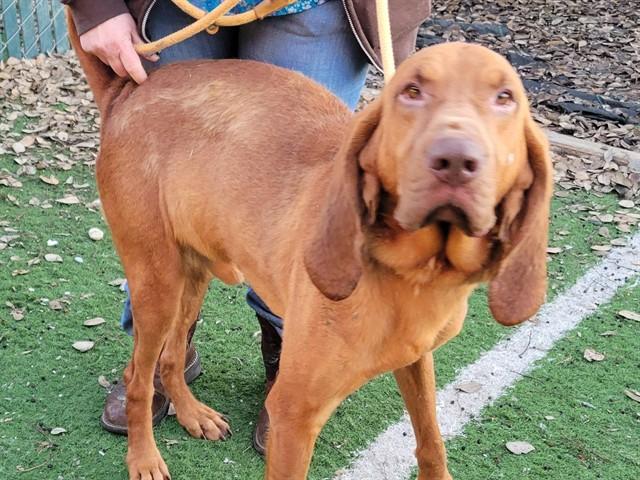 EARL, Adoptable, Adult Male Bloodhound & Mixed Breed.