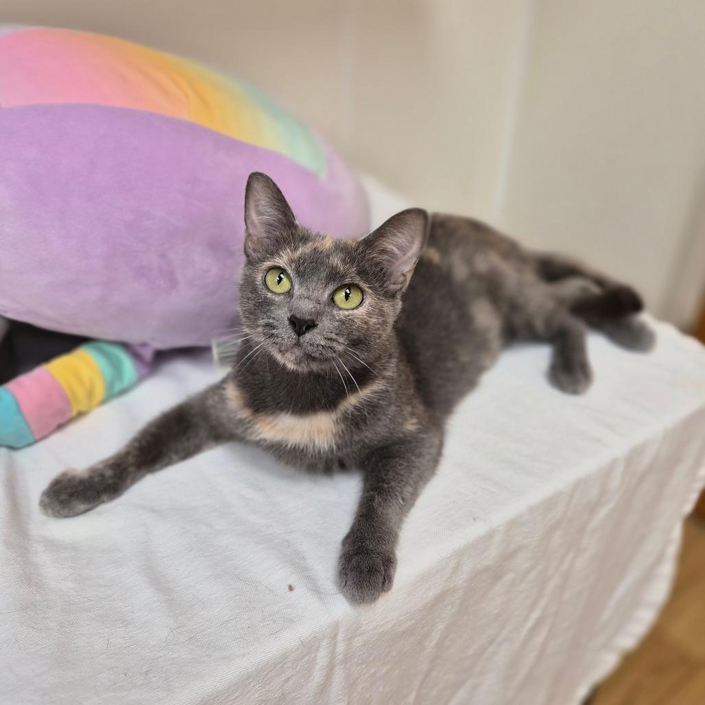 Gretchen, Adoptable, Young Female Domestic Short Hair.