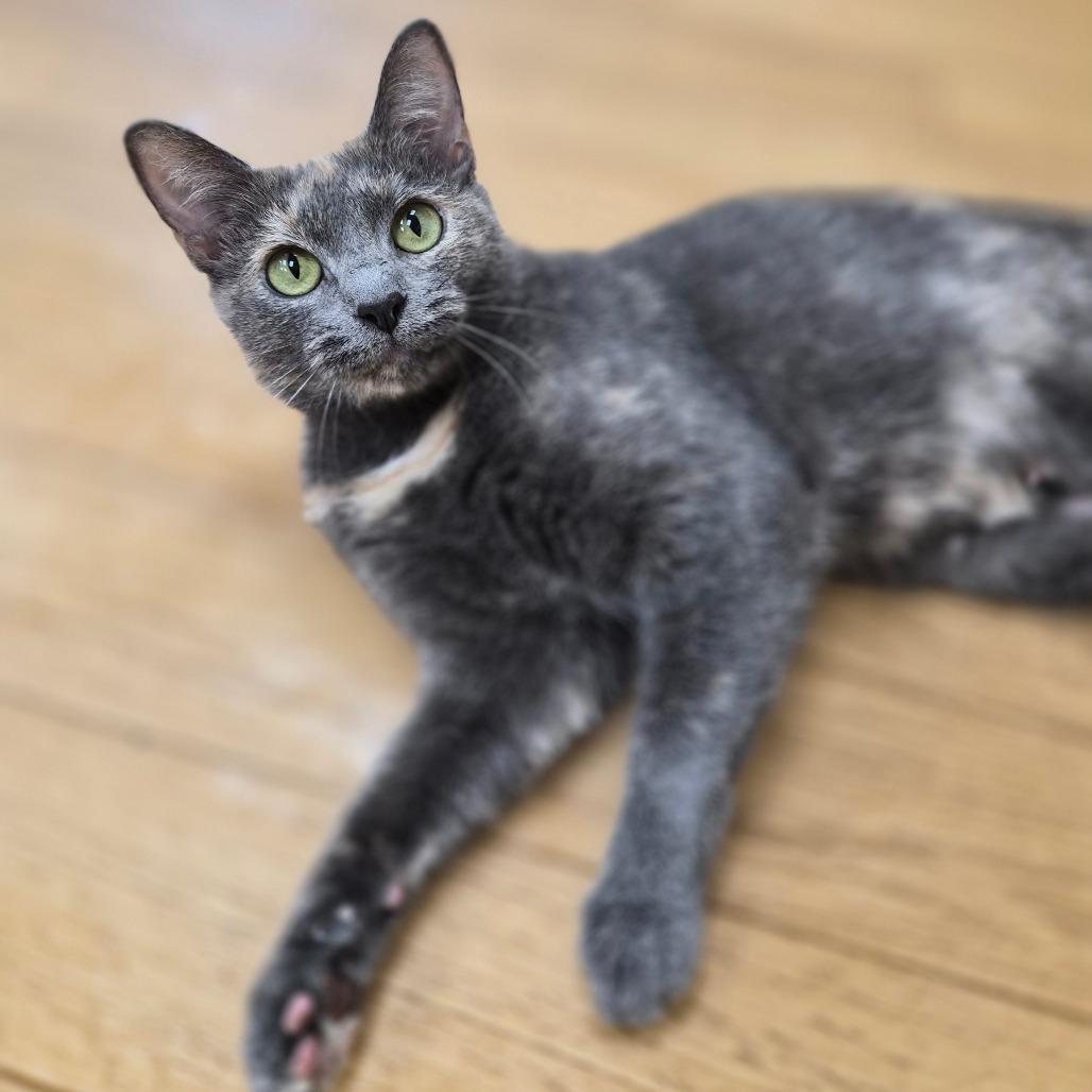 Enlarge Gretchen, a Adoptable Domestic Short Hair in Woodstock, IL image 2/4
