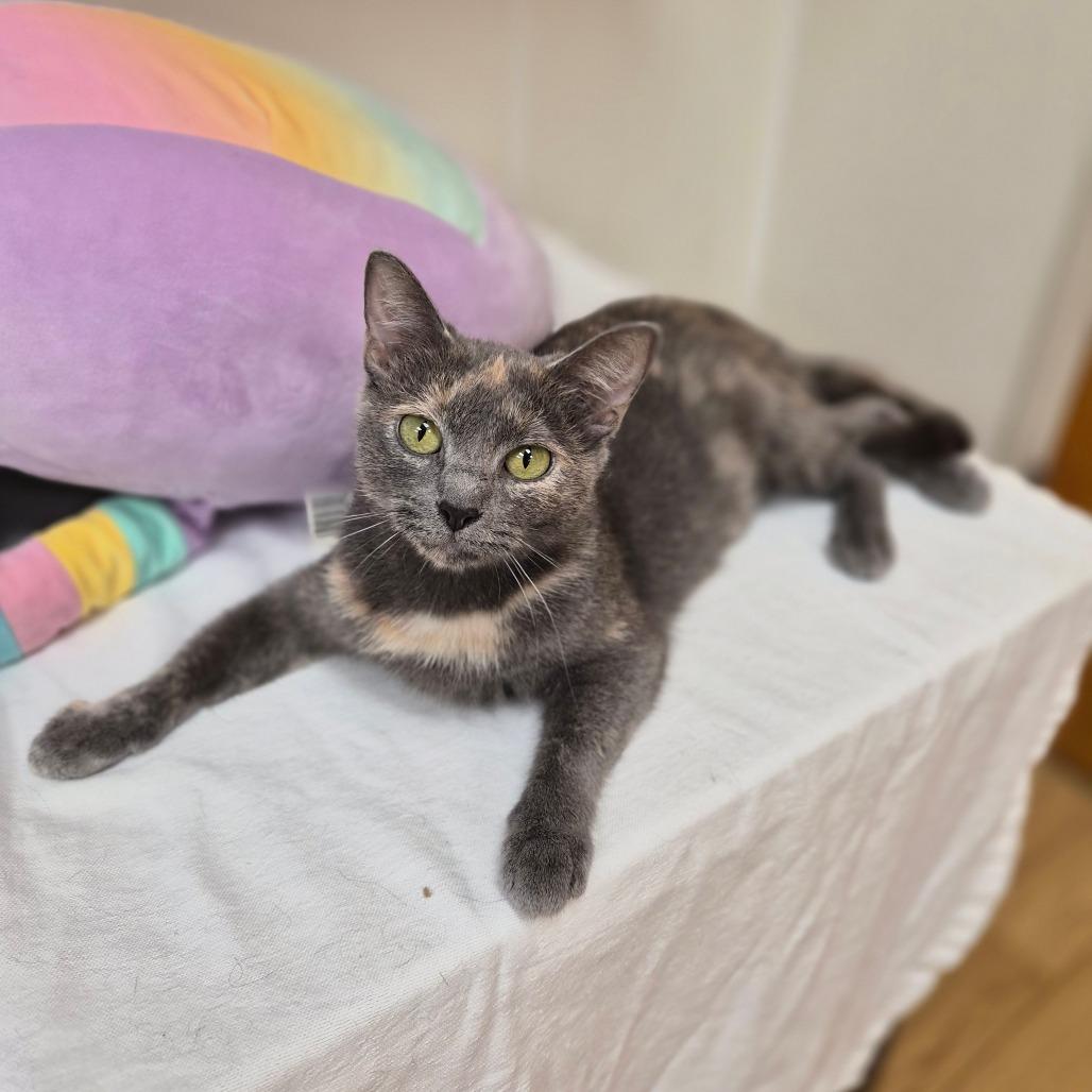 Enlarge Gretchen, a Adoptable Domestic Short Hair in Woodstock, IL image 3/4