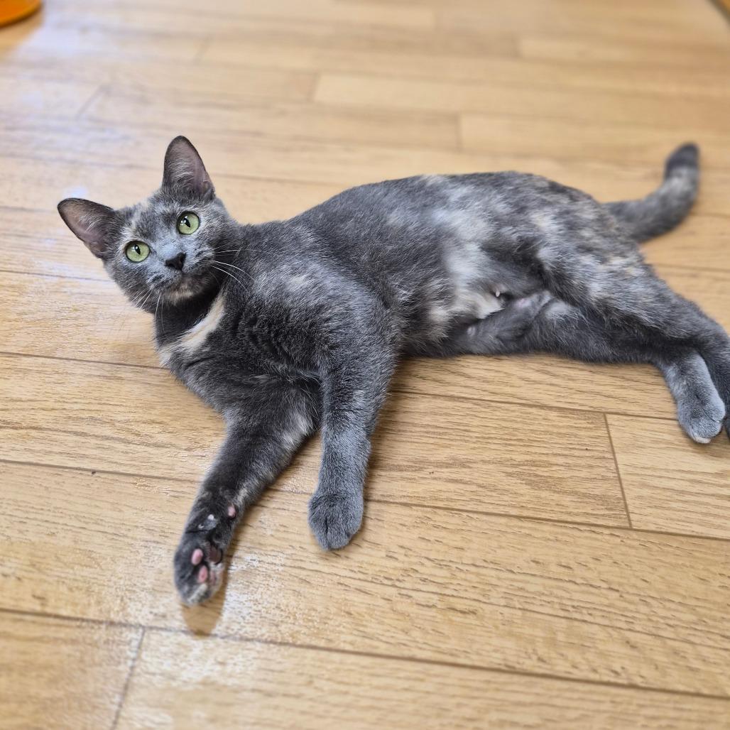 Enlarge Gretchen, a Adoptable Domestic Short Hair in Woodstock, IL image 4/4