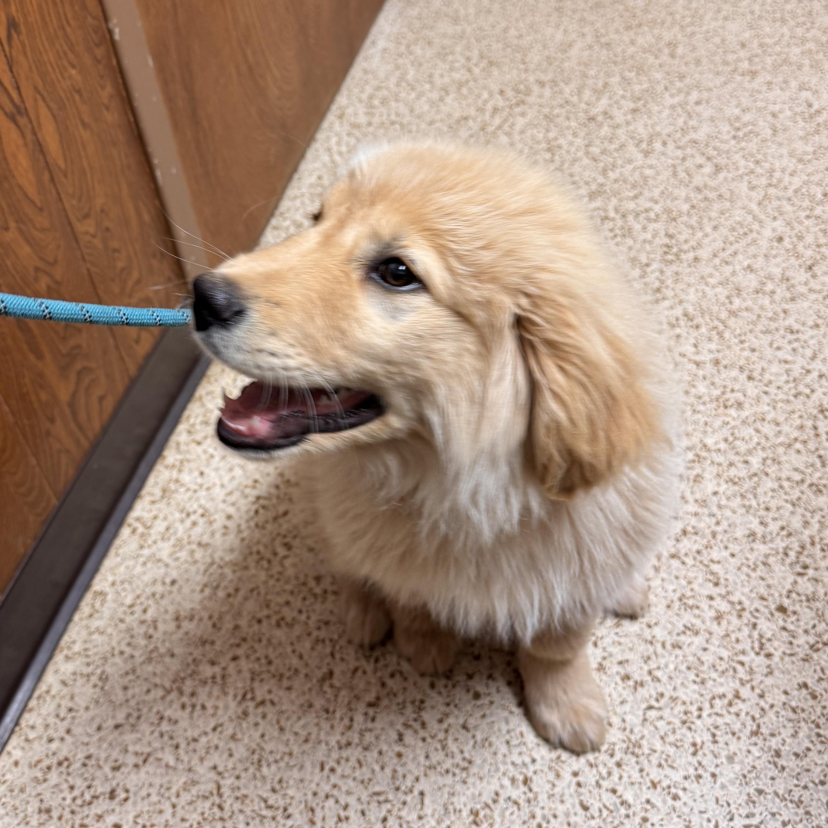 Enlarge Benedict , an adopted mixed breed in Yukon, OK image 4/4