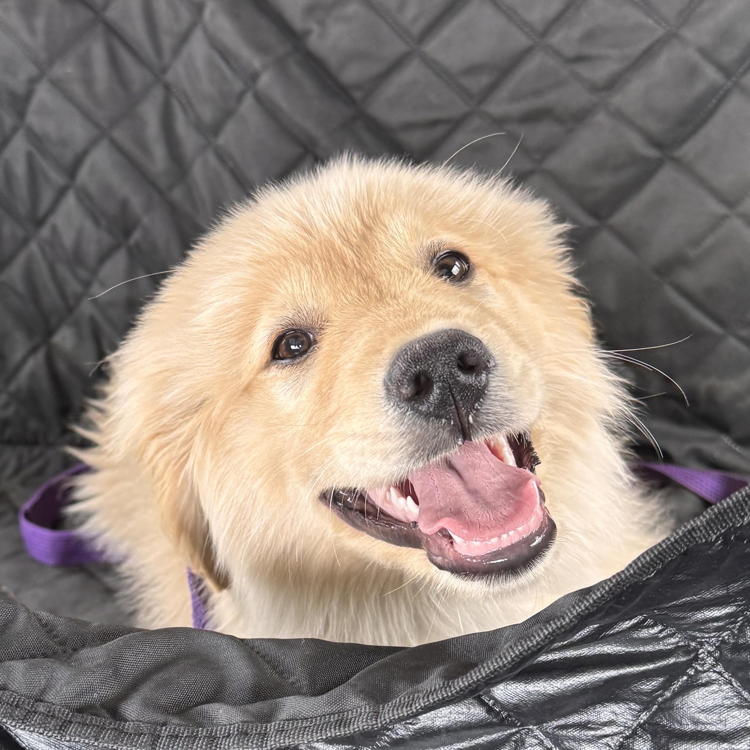 Enlarge Benedict , an adopted mixed breed in Yukon, OK image 2/4