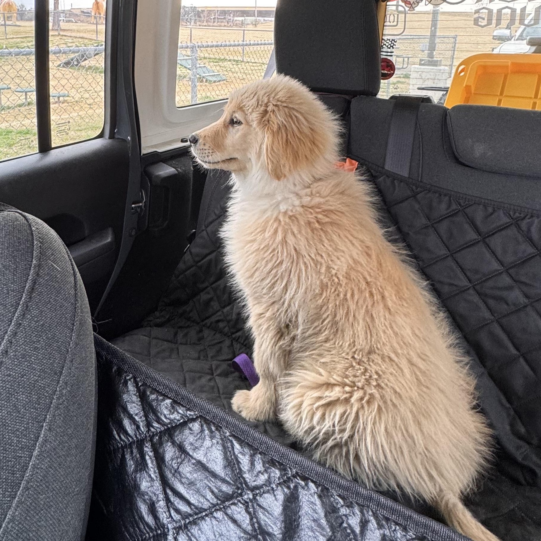 Enlarge Benedict , an adopted mixed breed in Yukon, OK image 3/4