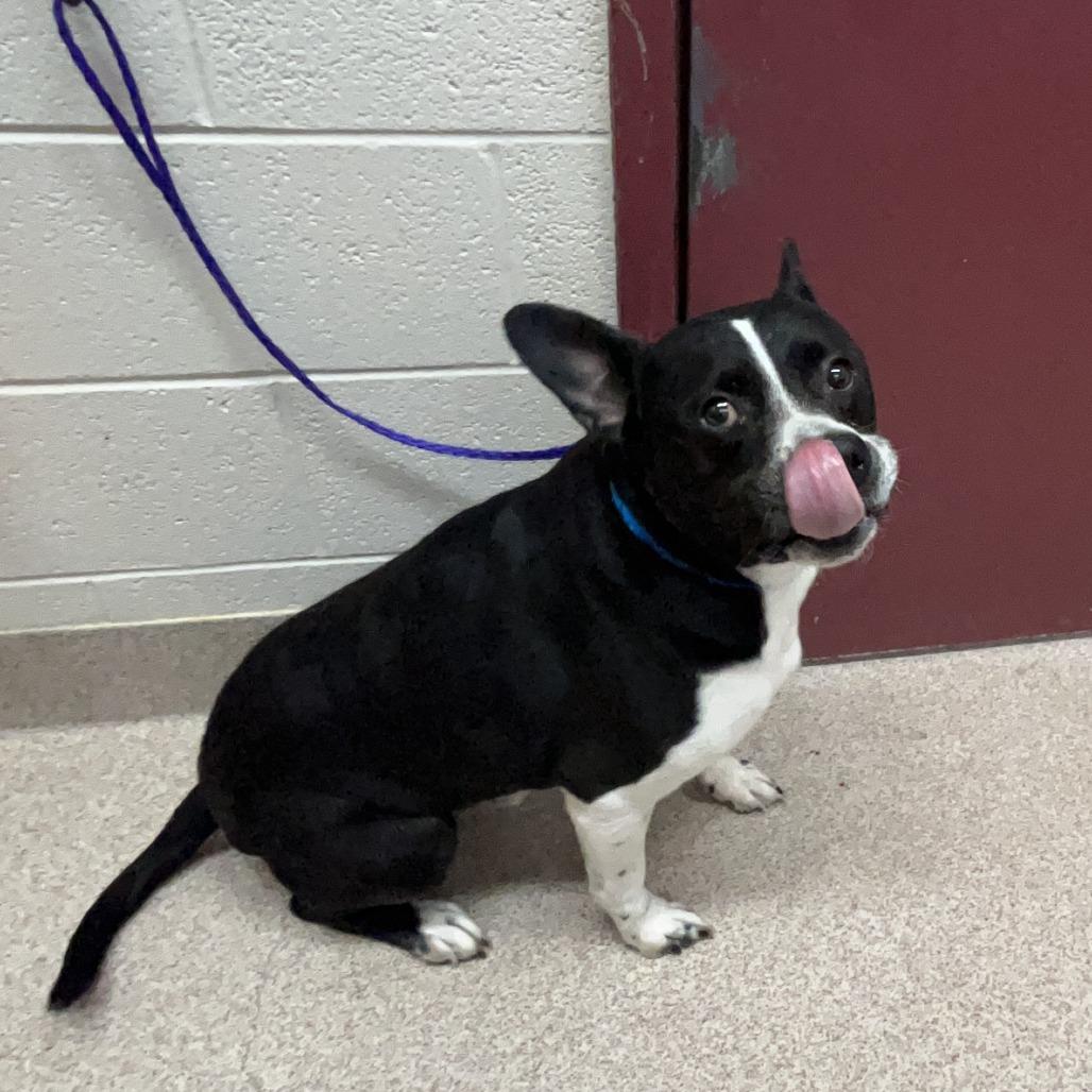 Enlarge Pac Man, a Adoptable Mixed Breed in Ardmore, OK image 1/3