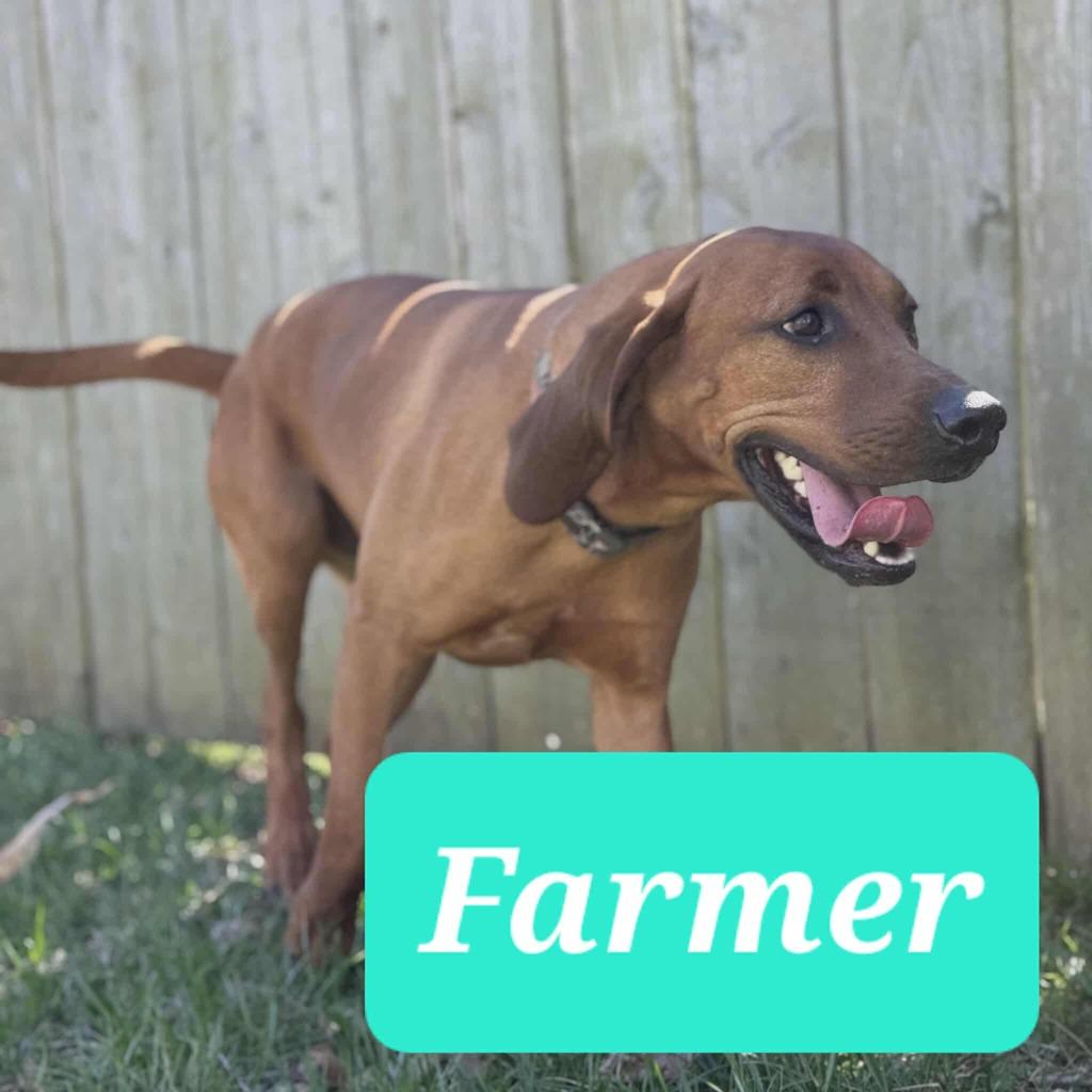 Enlarge Farmer, a Adoptable Coonhound in Republic, MO image 1/2