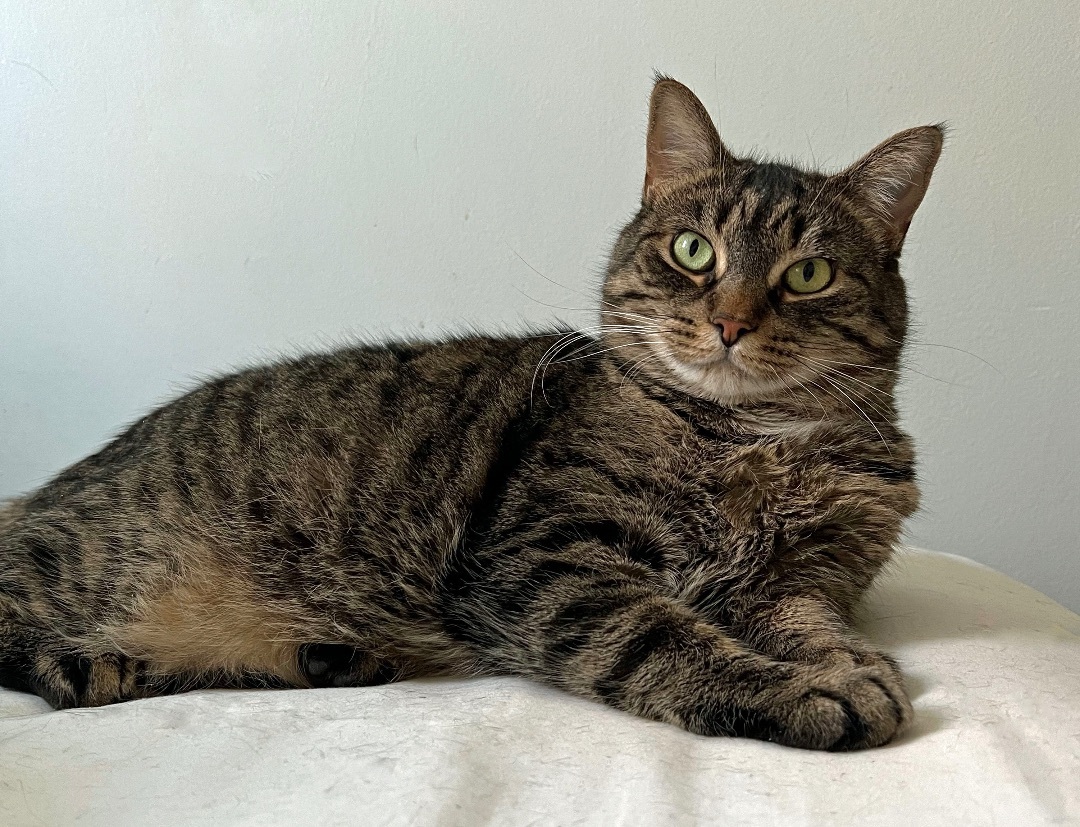 CHARLOTTE, a Adoptable Tabby in Albany, NY image 1/7