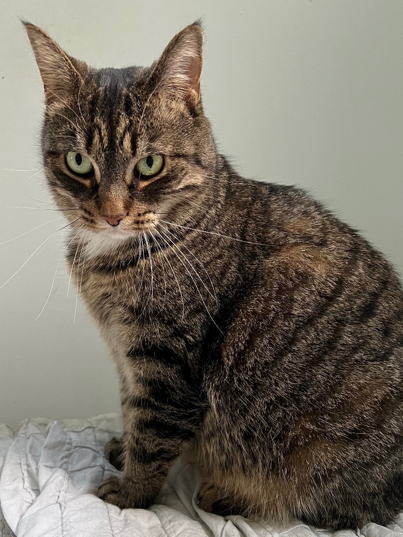 CHARLOTTE, a Adoptable Tabby in Albany, NY image 2/7