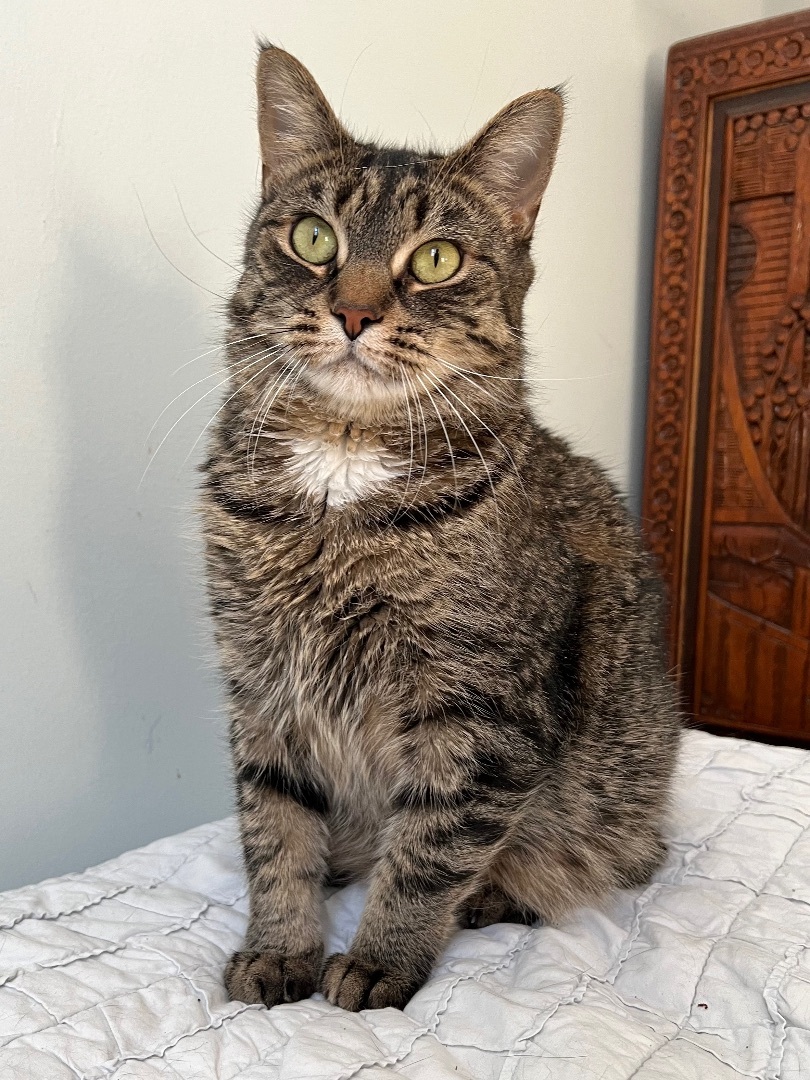 CHARLOTTE, a Adoptable Tabby in Albany, NY image 3/7