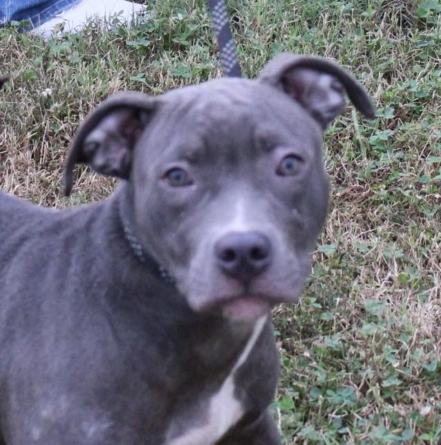 CLAIR, a Adoptable mixed breed in Claremore, OK image 1/4