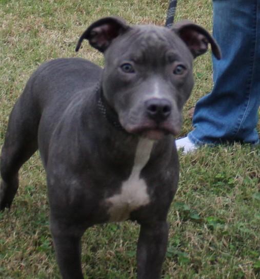 CLAIR, a Adoptable mixed breed in Claremore, OK image 2/4