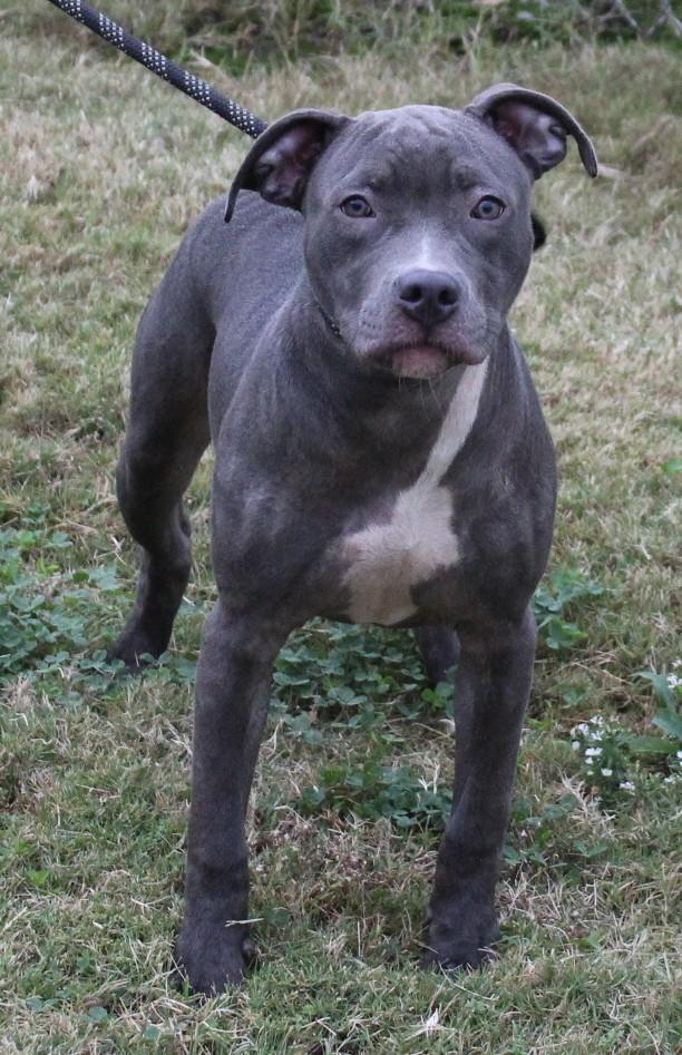 CLAIR, a Adoptable mixed breed in Claremore, OK image 3/4