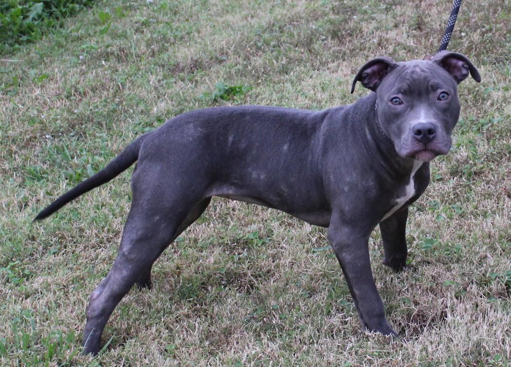 CLAIR, a Adoptable mixed breed in Claremore, OK image 4/4