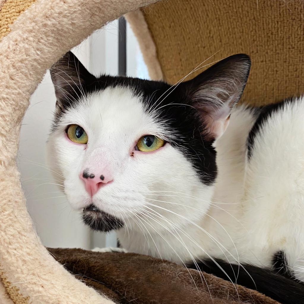 Enlarge Papi, a Adoptable Domestic Short Hair in Murray, UT image 1/4