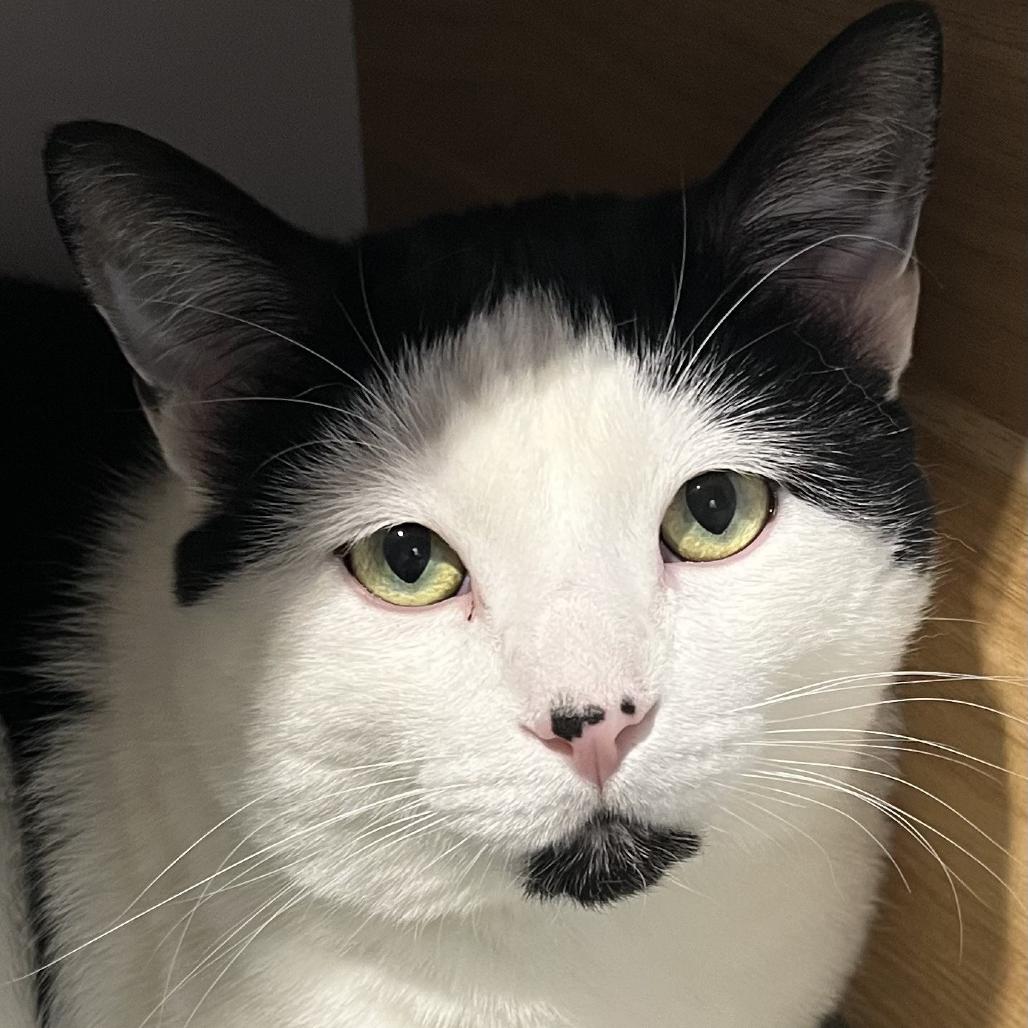 Enlarge Papi, a Adoptable Domestic Short Hair in Murray, UT image 2/4