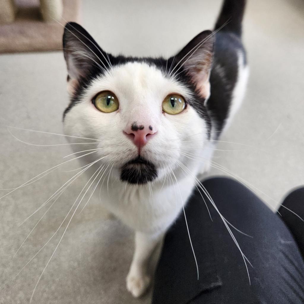 Enlarge Papi, a Adoptable Domestic Short Hair in Murray, UT image 3/4