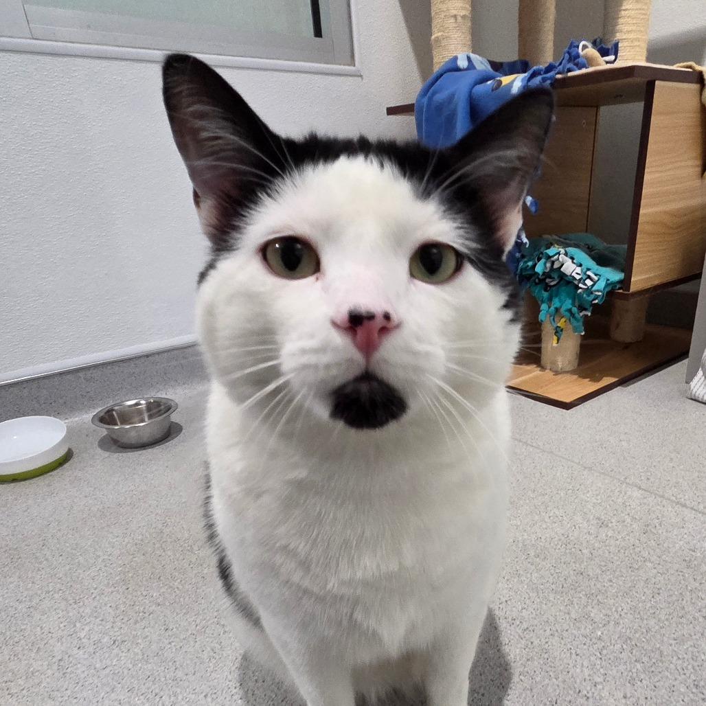 Enlarge Papi, a Adoptable Domestic Short Hair in Murray, UT image 4/4