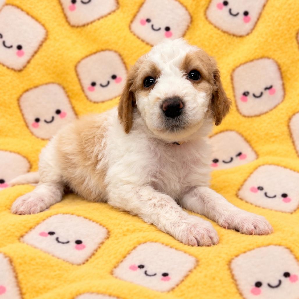 Marshmallow, Adoptable, Puppy Female German Wirehaired Pointer & English Springer Spaniel.