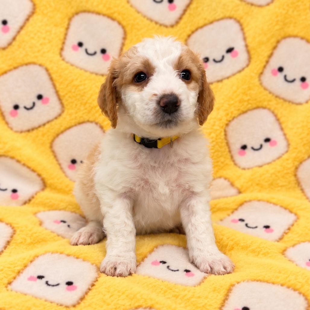 Enlarge Marshmallow, a Adoptable mixed breed in St. Peters, MO image 2/2