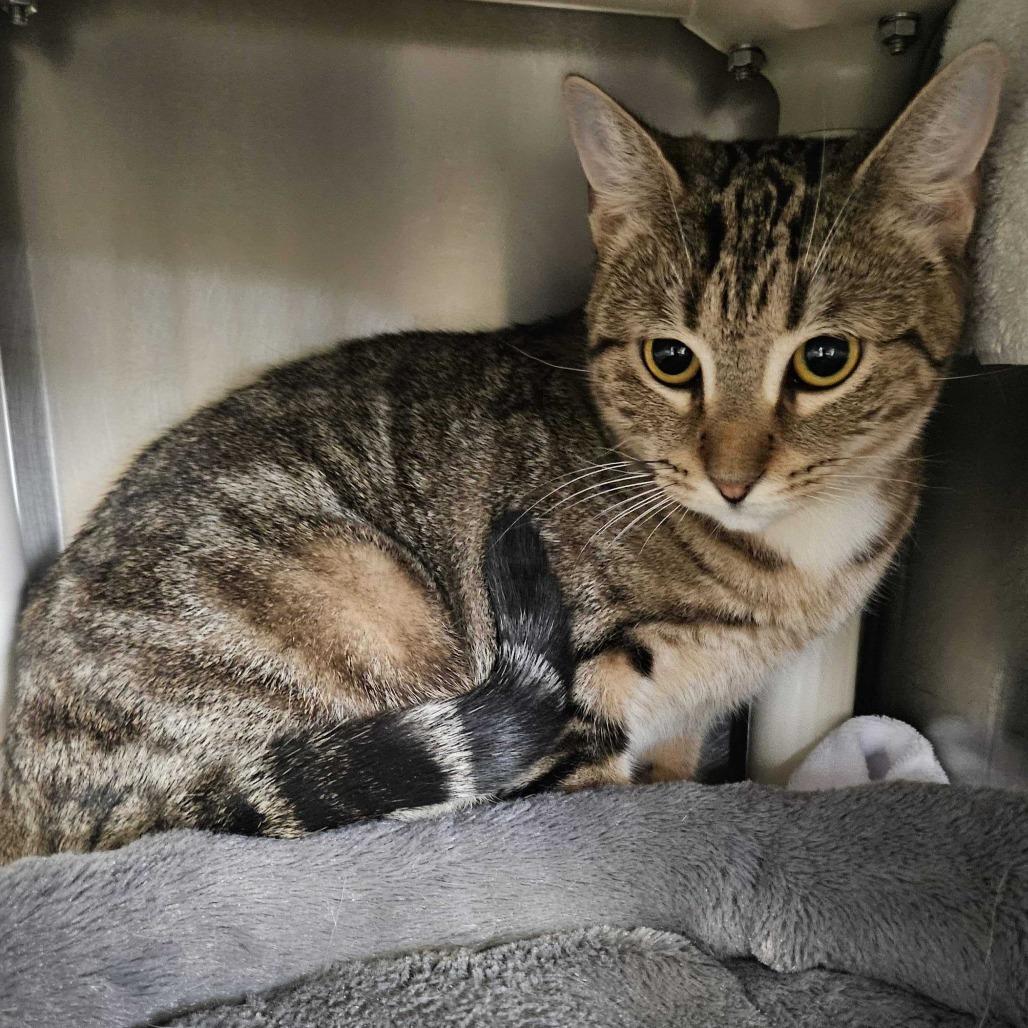 Enlarge Tiger, a Adoptable Domestic Short Hair in Dover, NH image 1/2