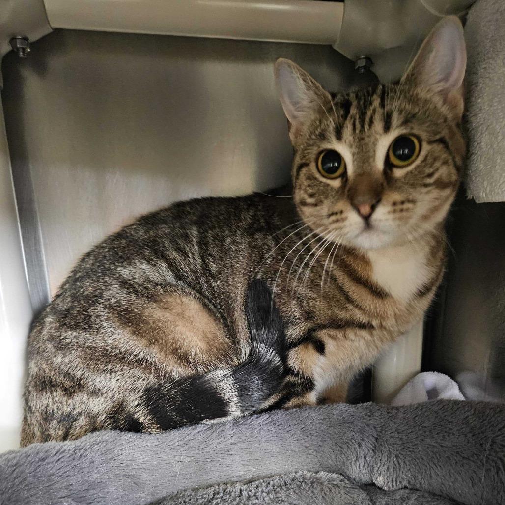 Enlarge Tiger, a Adoptable Domestic Short Hair in Dover, NH image 2/2