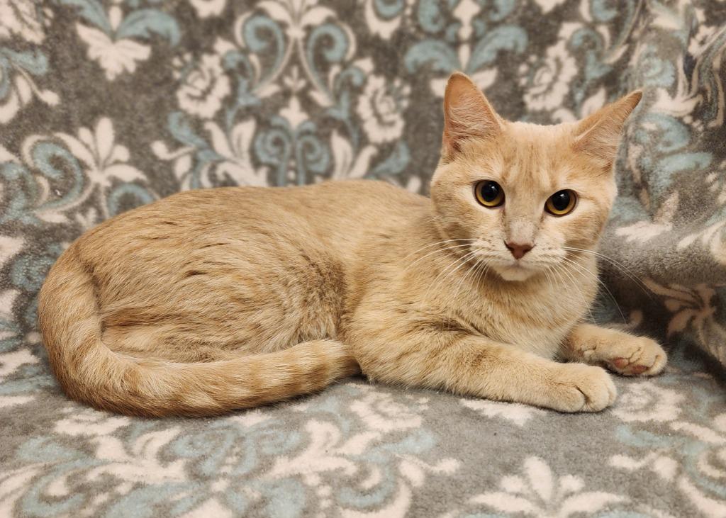 Daniela, Adoptable, Young Female Domestic Short Hair.