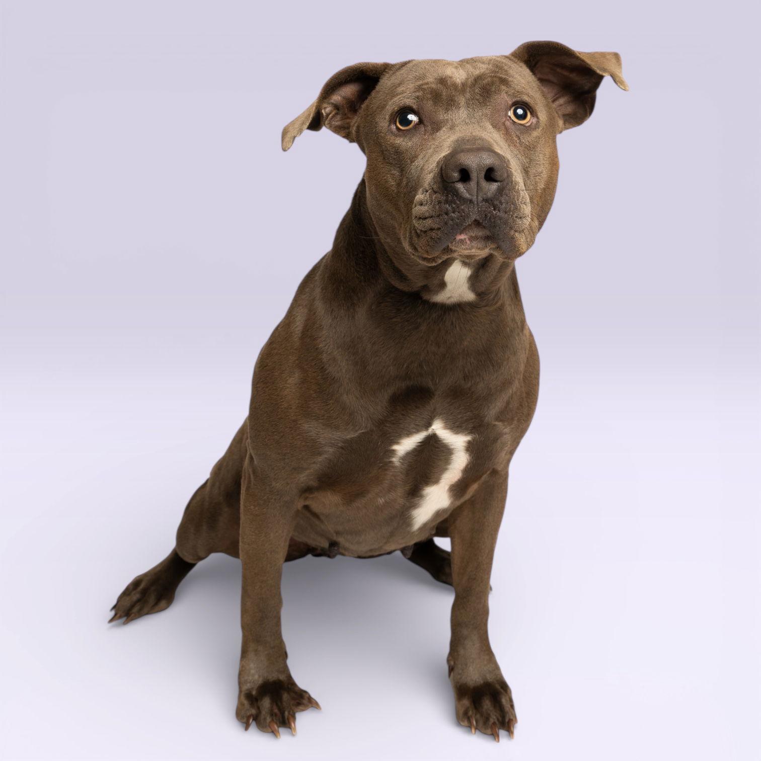 Mena, Adoptable, Young Female Pit Bull Terrier.