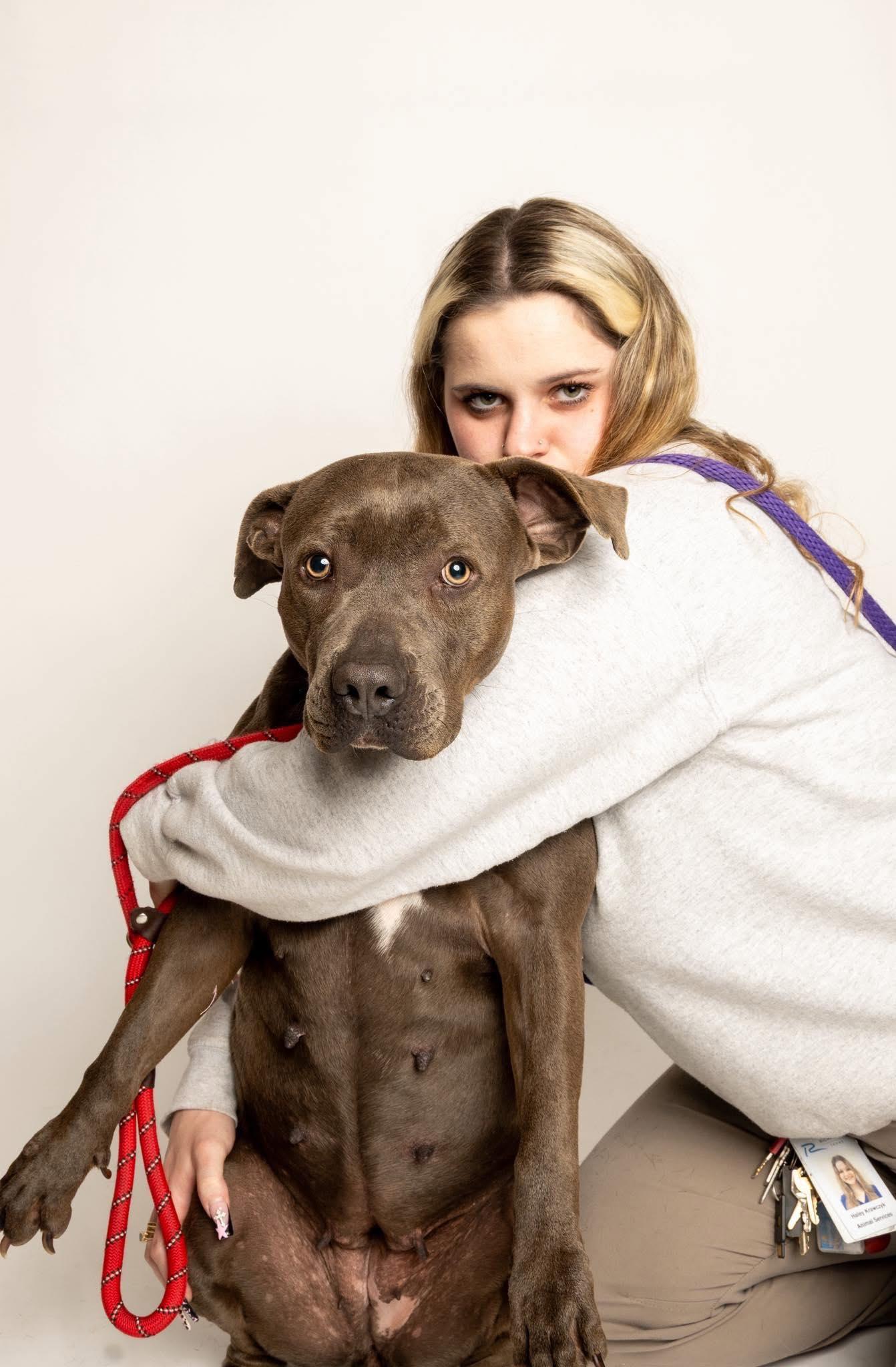 Enlarge Mena, a Adoptable Pit Bull Terrier in Richardson, TX image 2/2