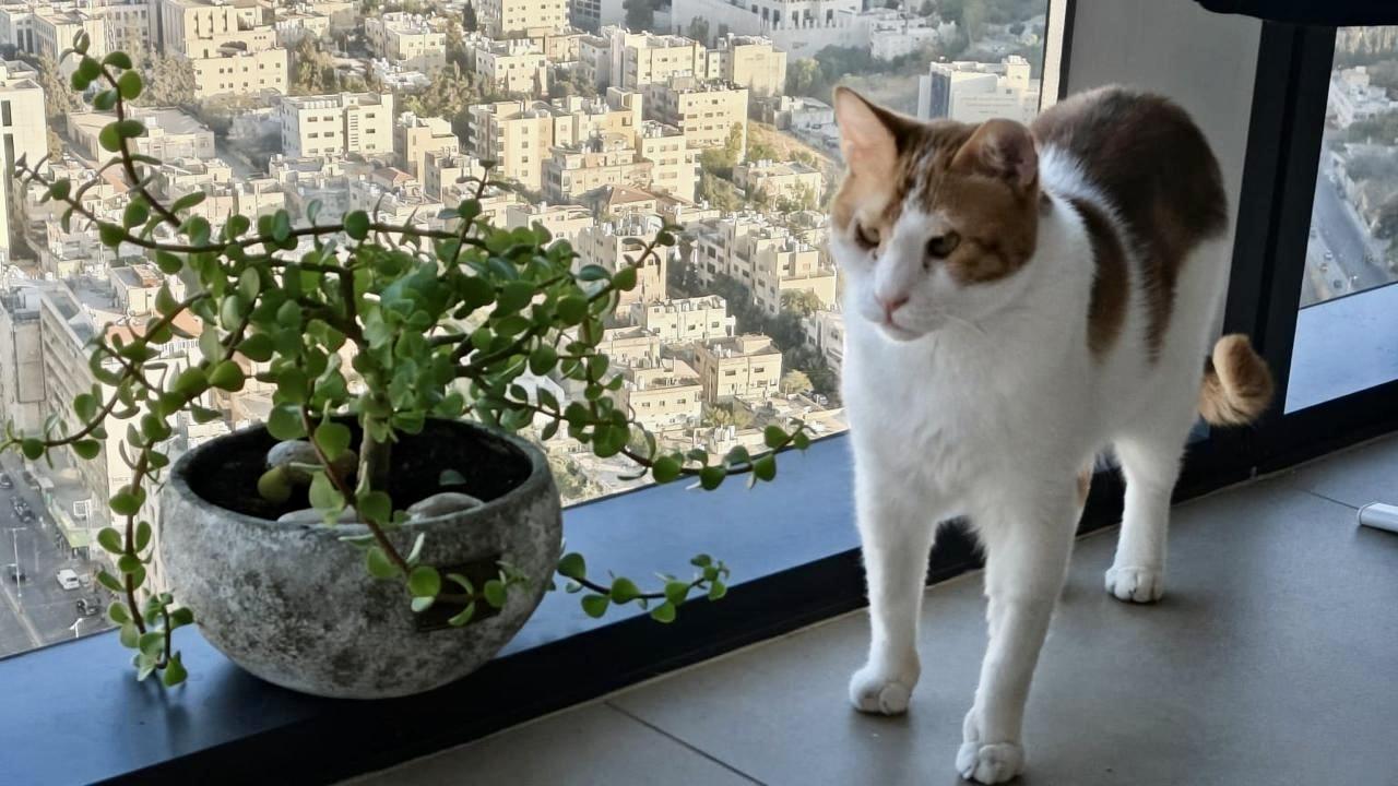 Enlarge Floki, the Kindest Goofiest Boy, a Adoptable mixed breed in Somerset, NJ image 5/6