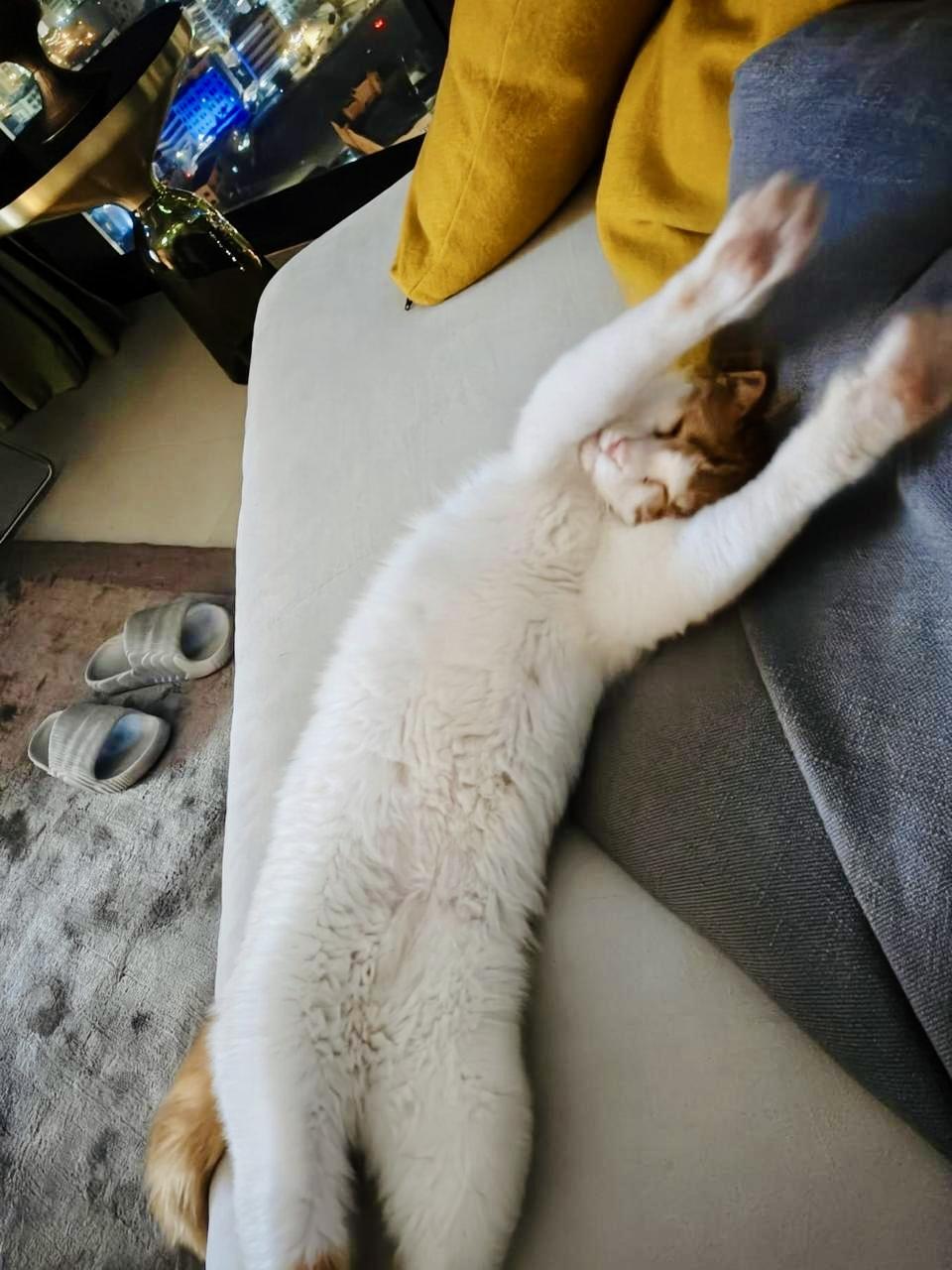 Enlarge Floki, the Kindest Goofiest Boy, a Adoptable mixed breed in Somerset, NJ image 4/6