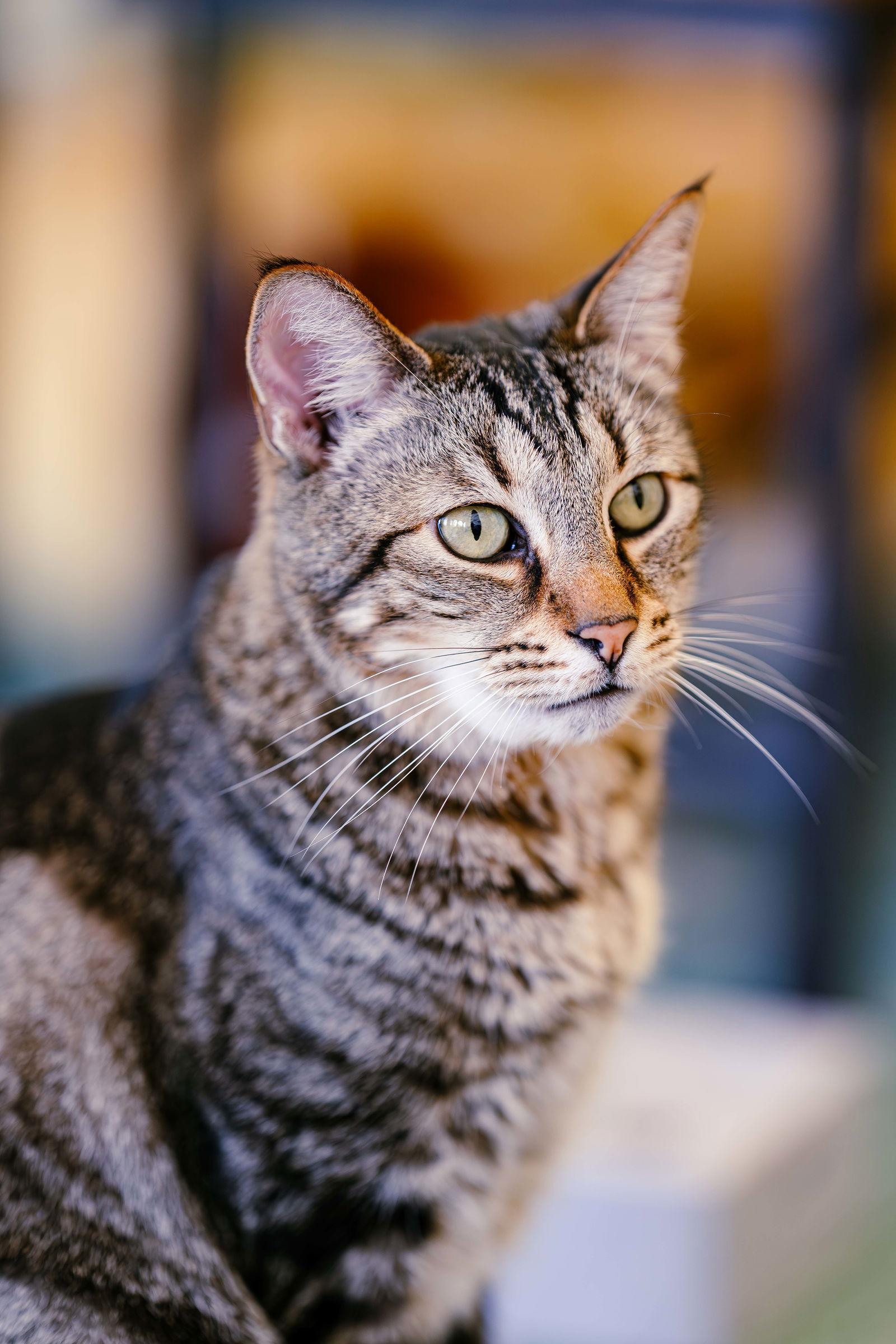 Enlarge Target (bonded w/ Belinda), a Adoptable Domestic Short Hair in San Jose, CA image 2/5