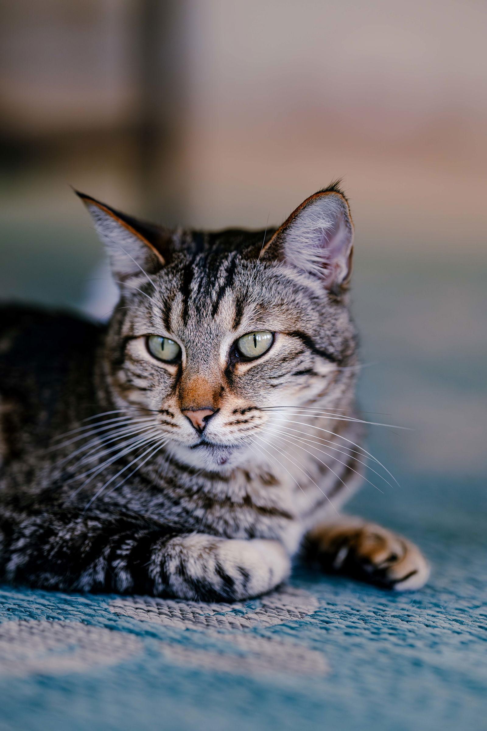Target (bonded w/ Belinda), a Adoptable Domestic Short Hair in San Jose, CA image 1/3