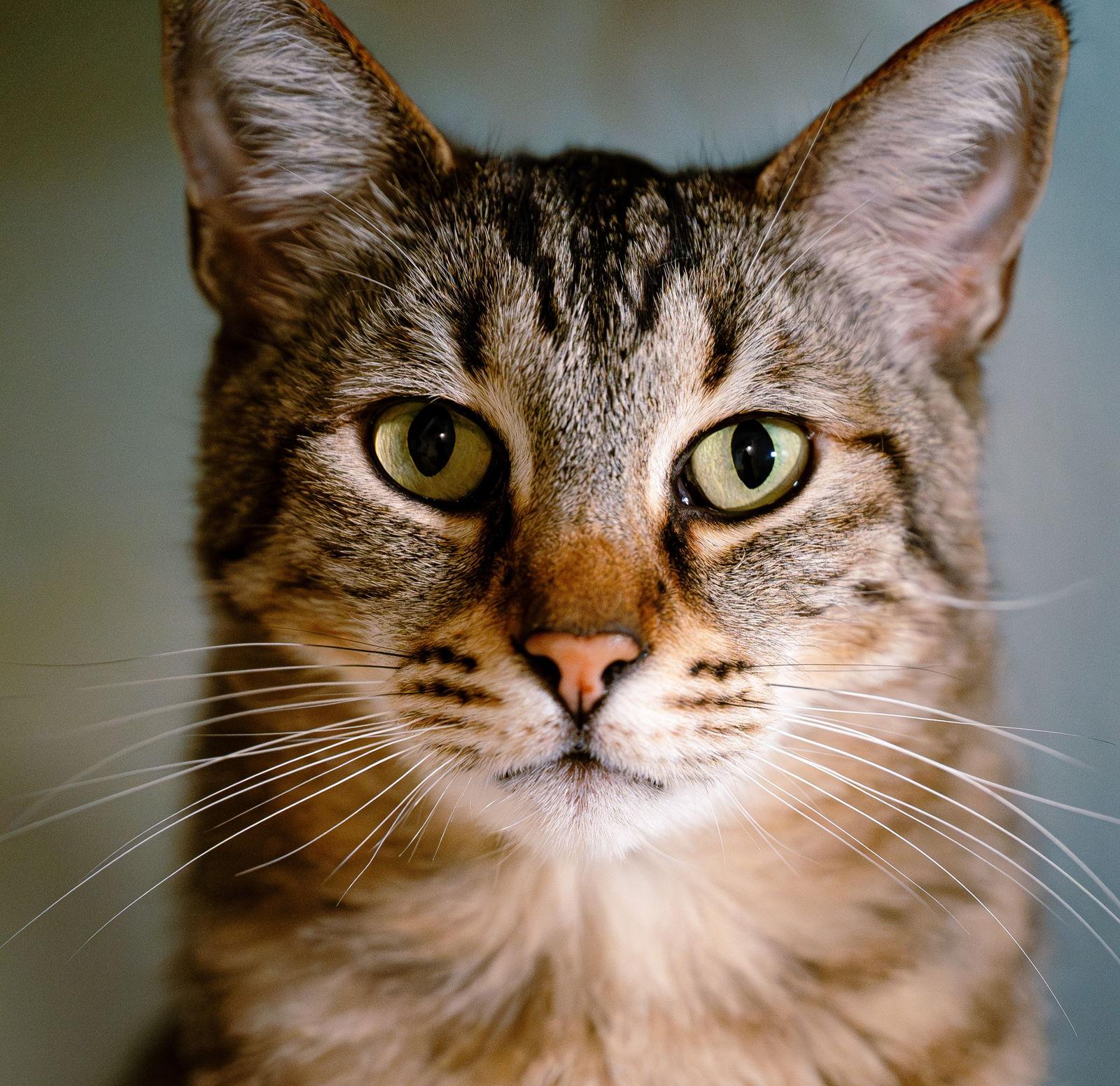 Target (bonded w/ Belinda), a Adoptable Domestic Short Hair in San Jose, CA image 2/3