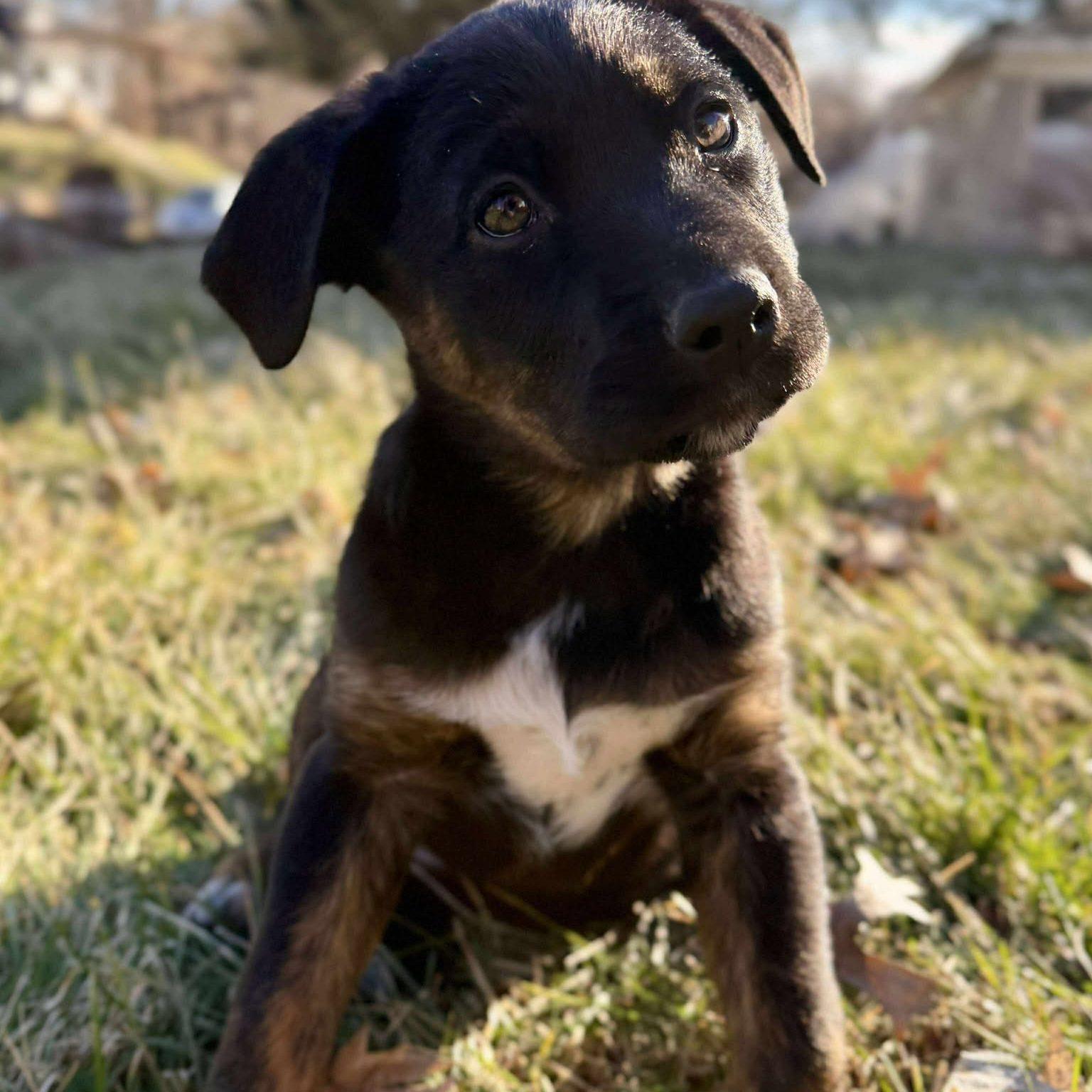 Fable, ADOPTABLE, Puppy Female Mixed Breed.