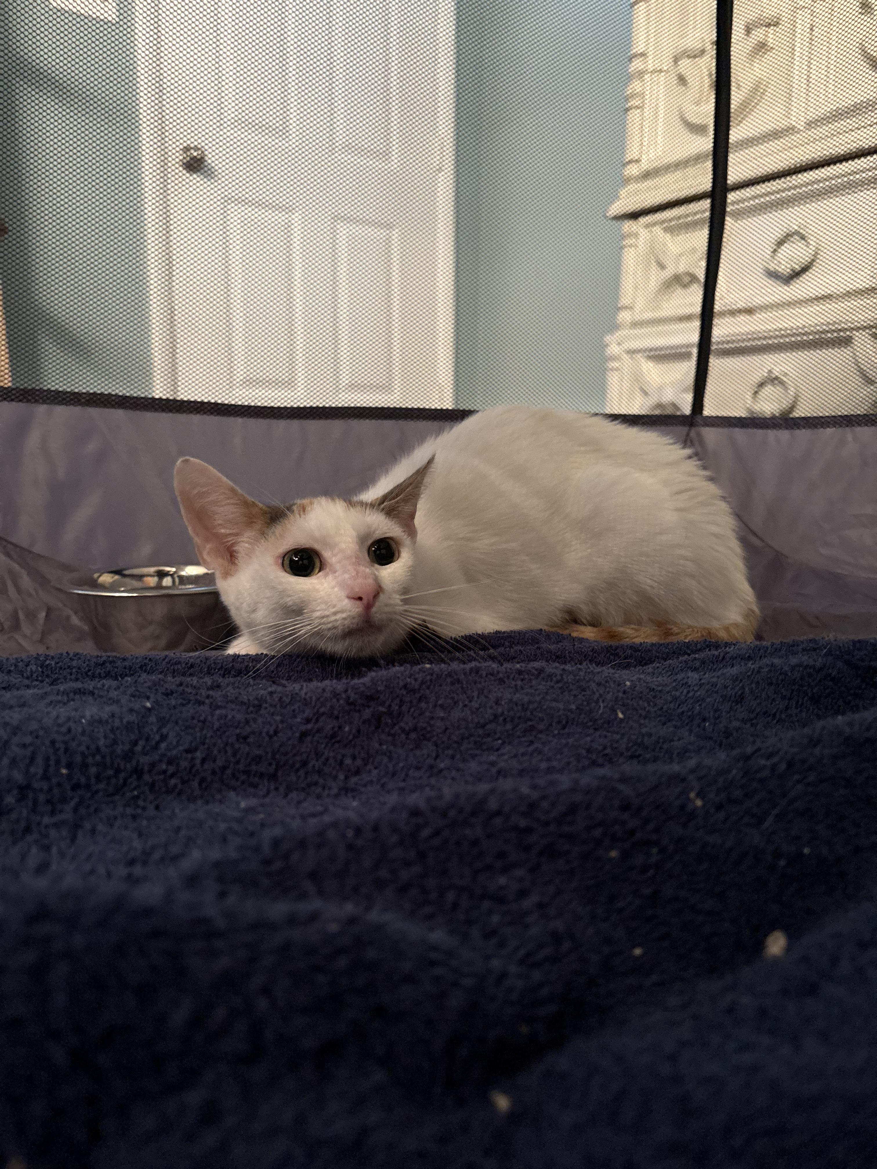 Enlarge Mamacita, a Adoptable Domestic Short Hair in Galloway, NJ image 4/4