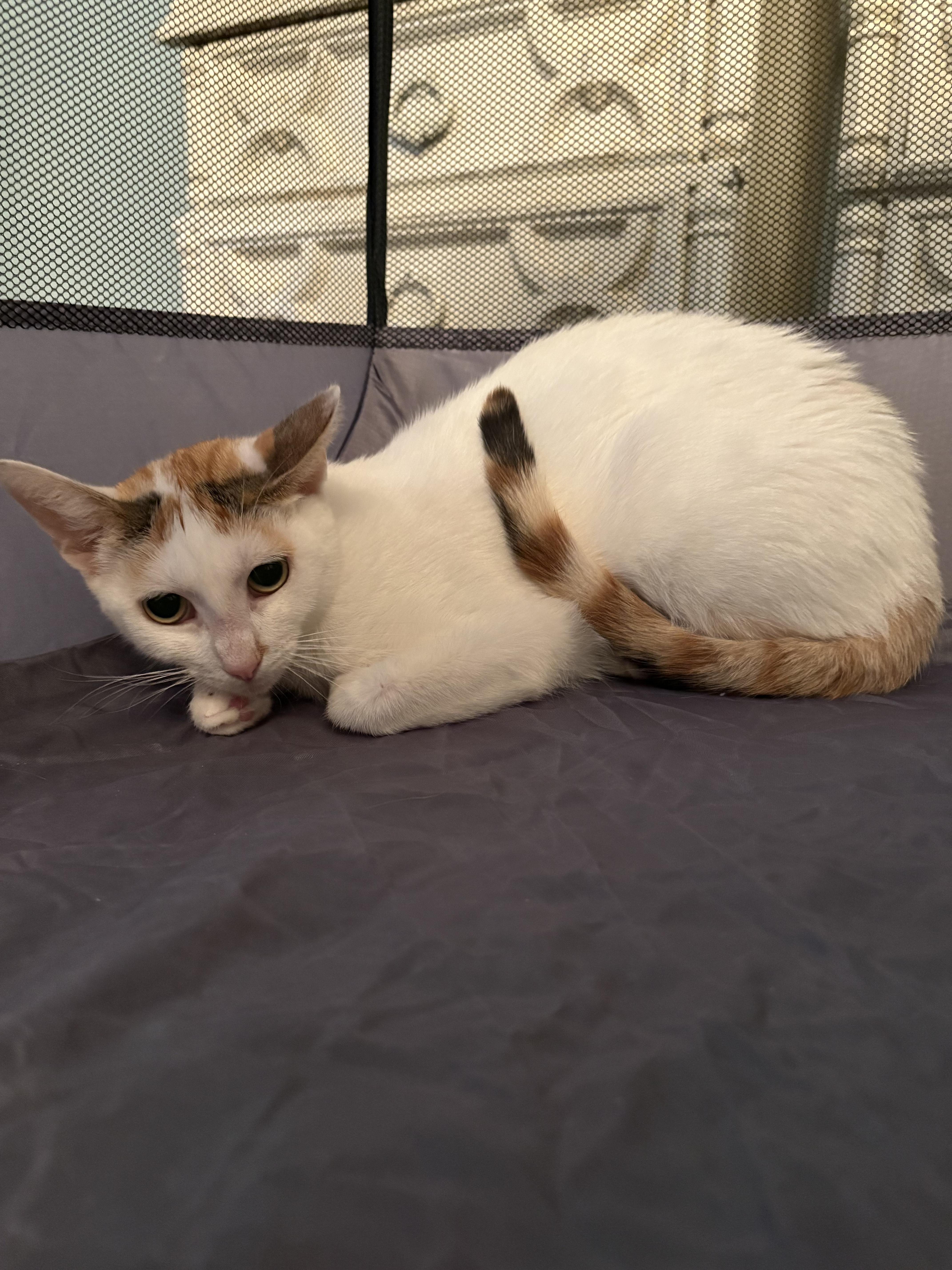 Mamacita, Adoptable, Kitten Female Domestic Short Hair.