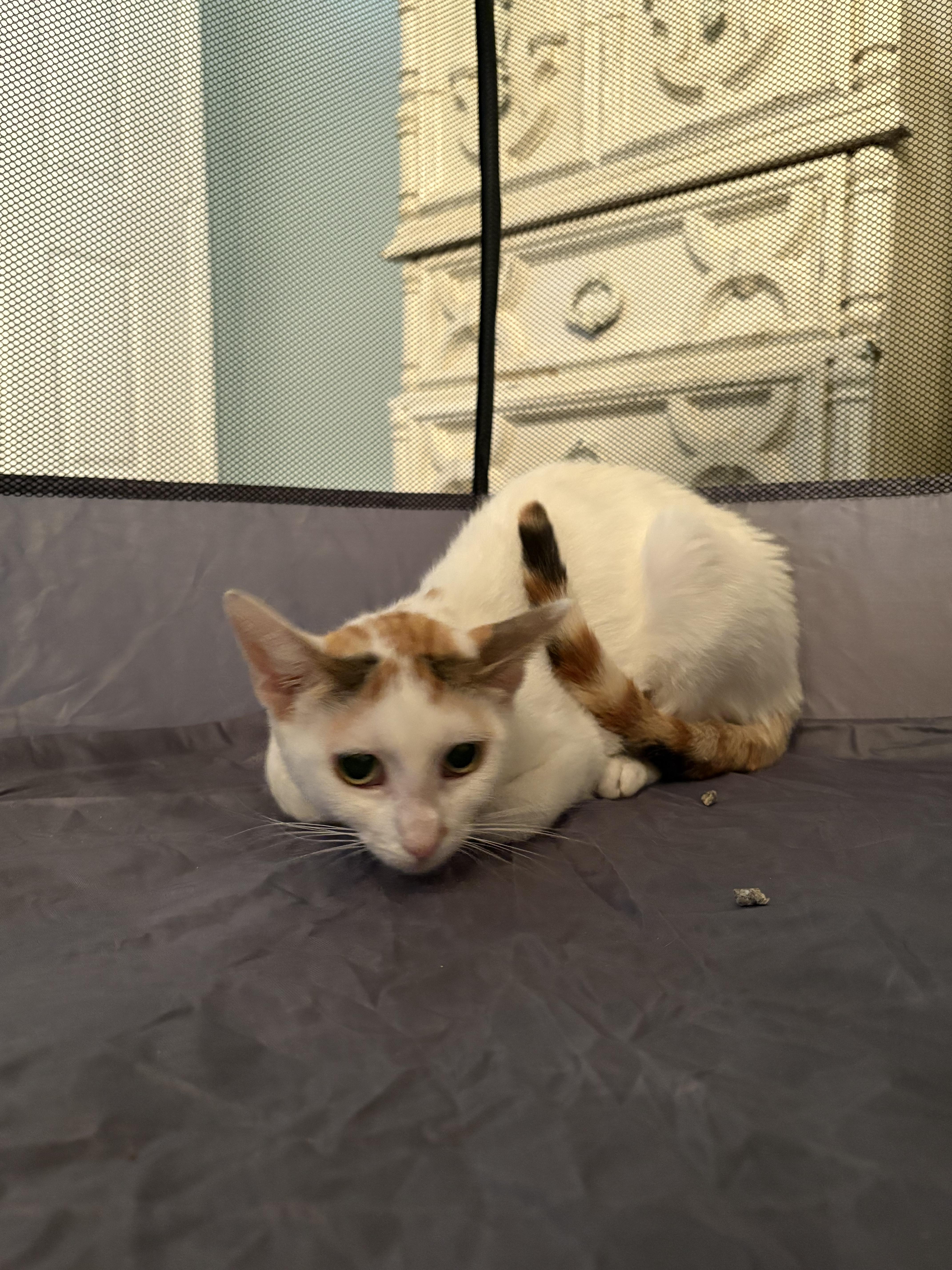 Enlarge Mamacita, a Adoptable Domestic Short Hair in Galloway, NJ image 3/4