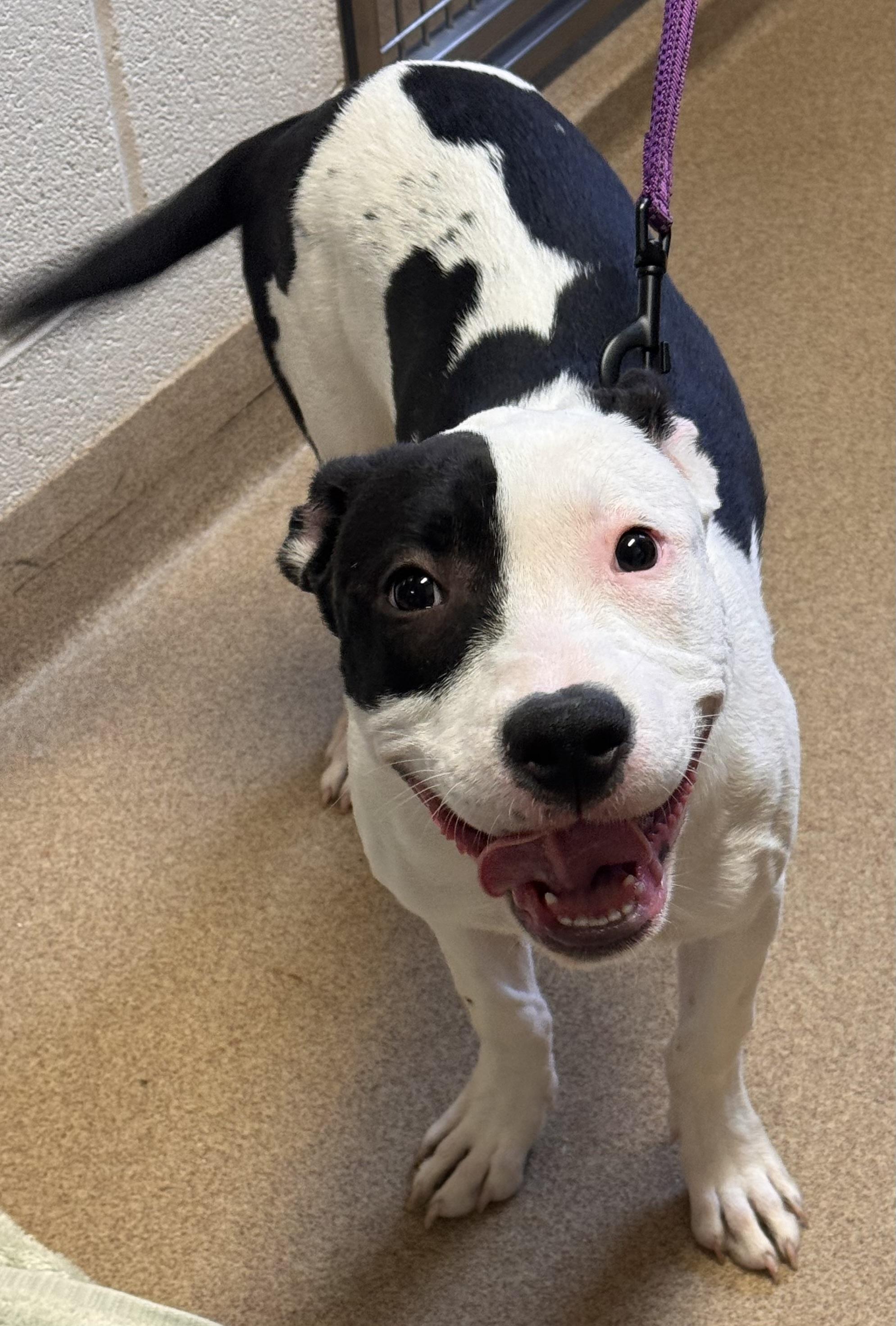 Enlarge Missy **Breed experience required** , a ADOPTABLE mixed breed in Kearneysville, WV image 4/4