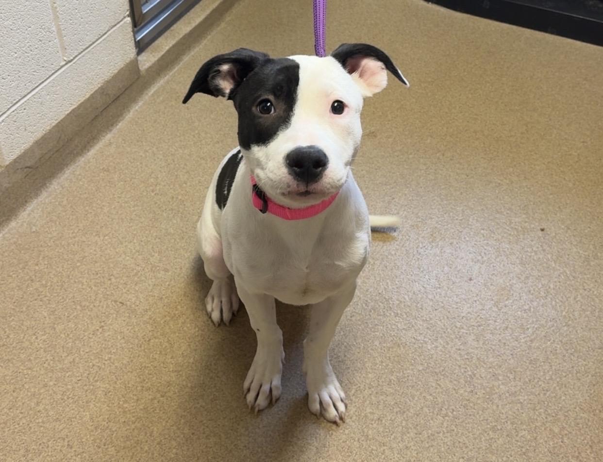 Enlarge Missy **Breed experience required** , a ADOPTABLE mixed breed in Kearneysville, WV image 2/4