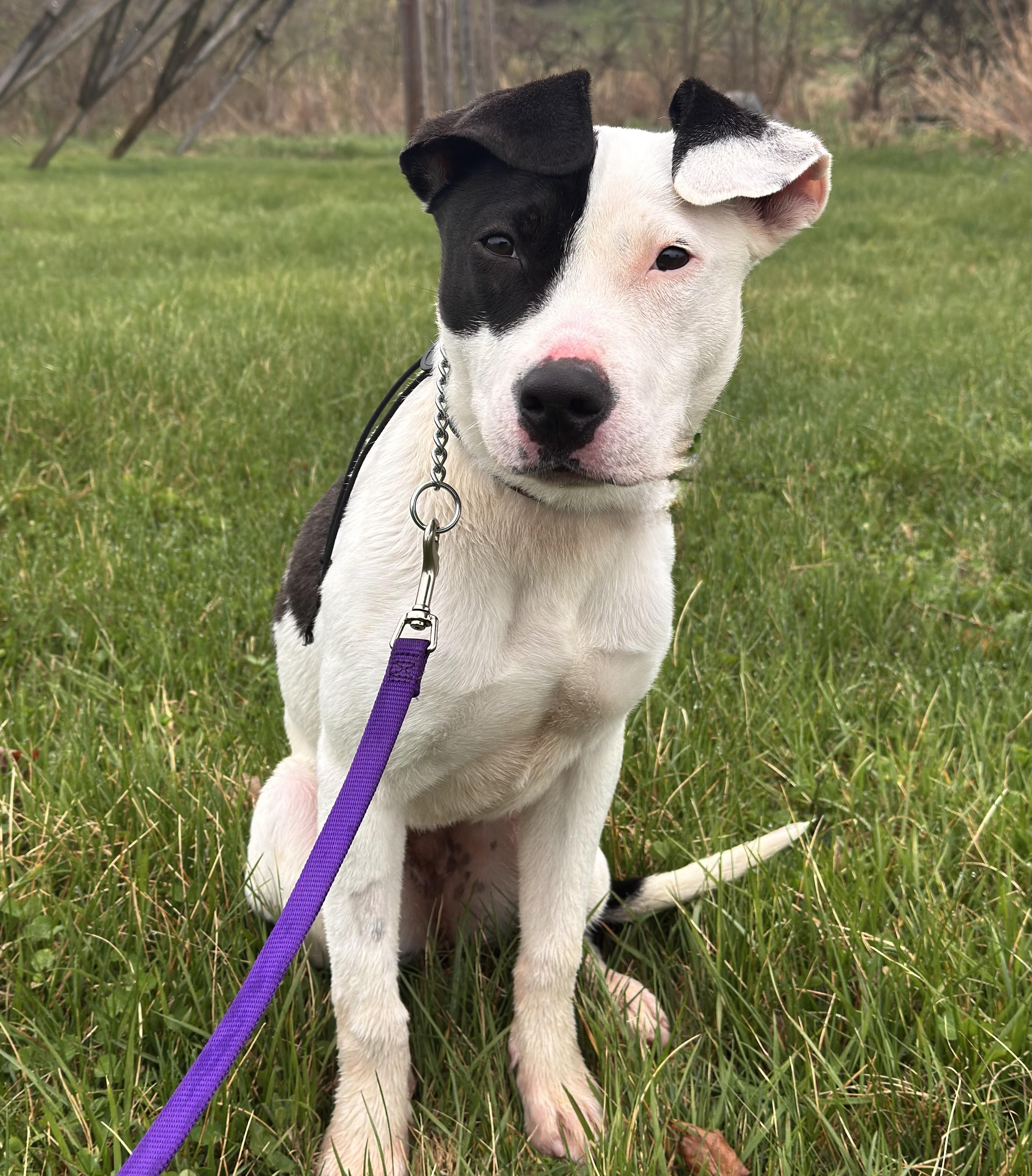 Missy **Breed experience required** , ADOPTABLE, Young Female Pit Bull Terrier.